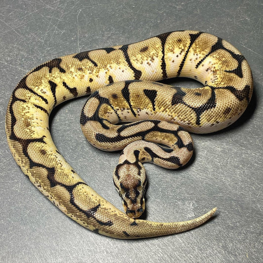 Bee Het Pied pos. Sandblast Female Ball Python