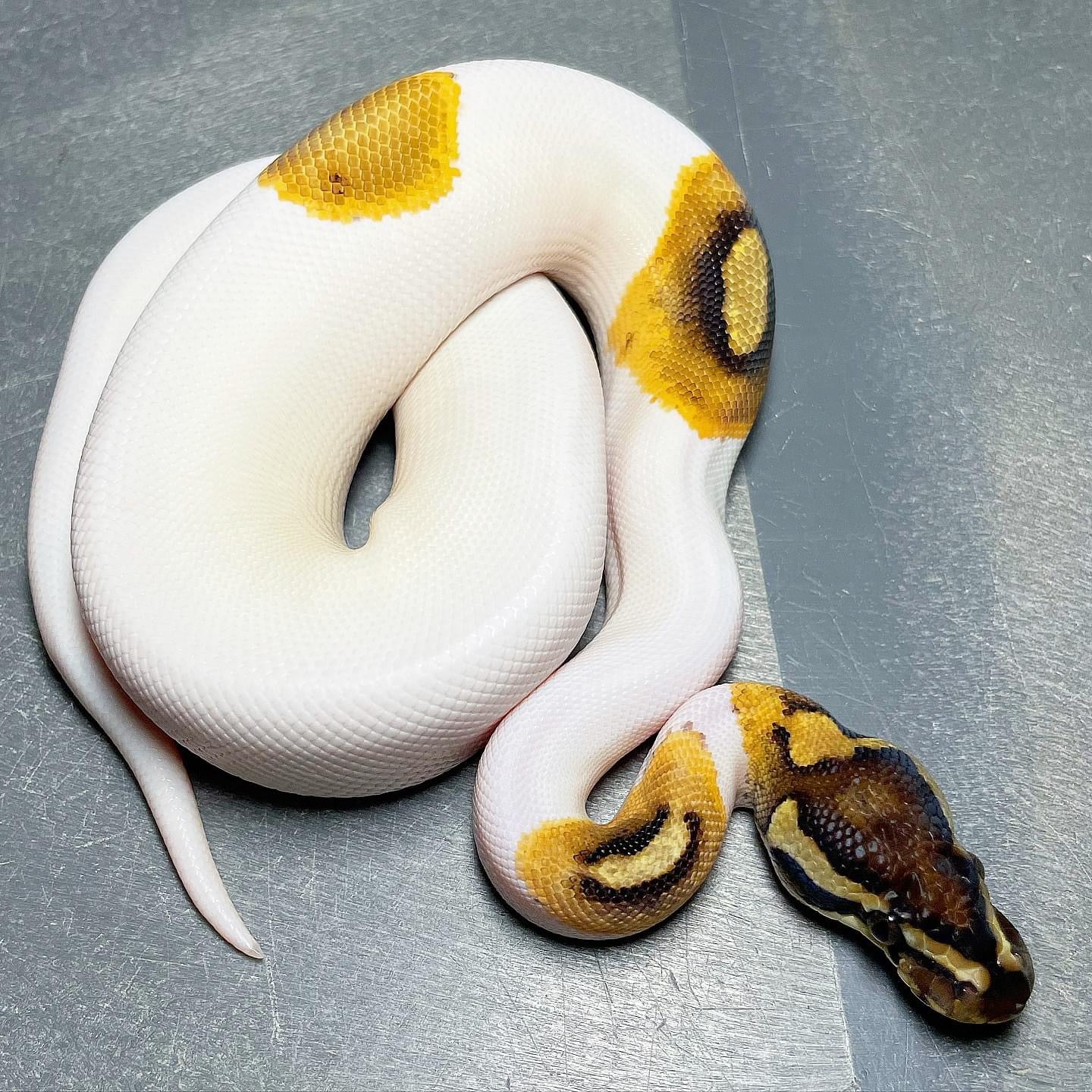 Cinnamon Enchi Pied Male Ball Python