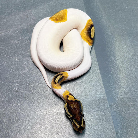 Cinnamon Enchi Pied Male Ball Python