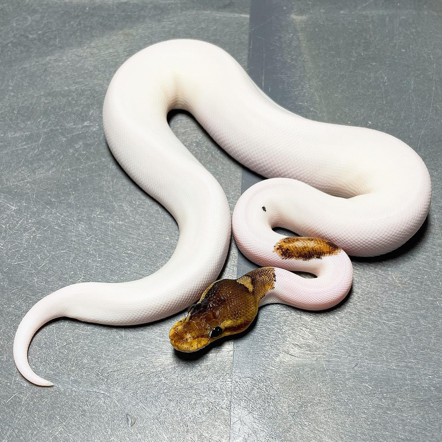 Cinnamon Pastel Enchi Pied Female Ball Python