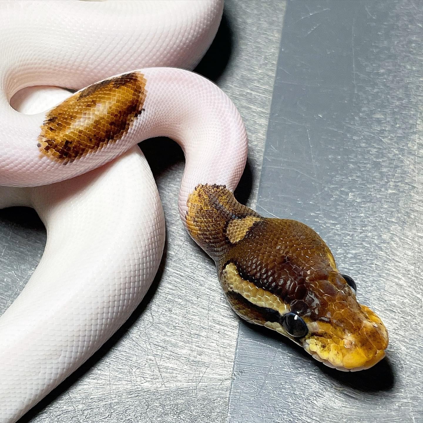 Cinnamon Pastel Enchi Pied Female Ball Python