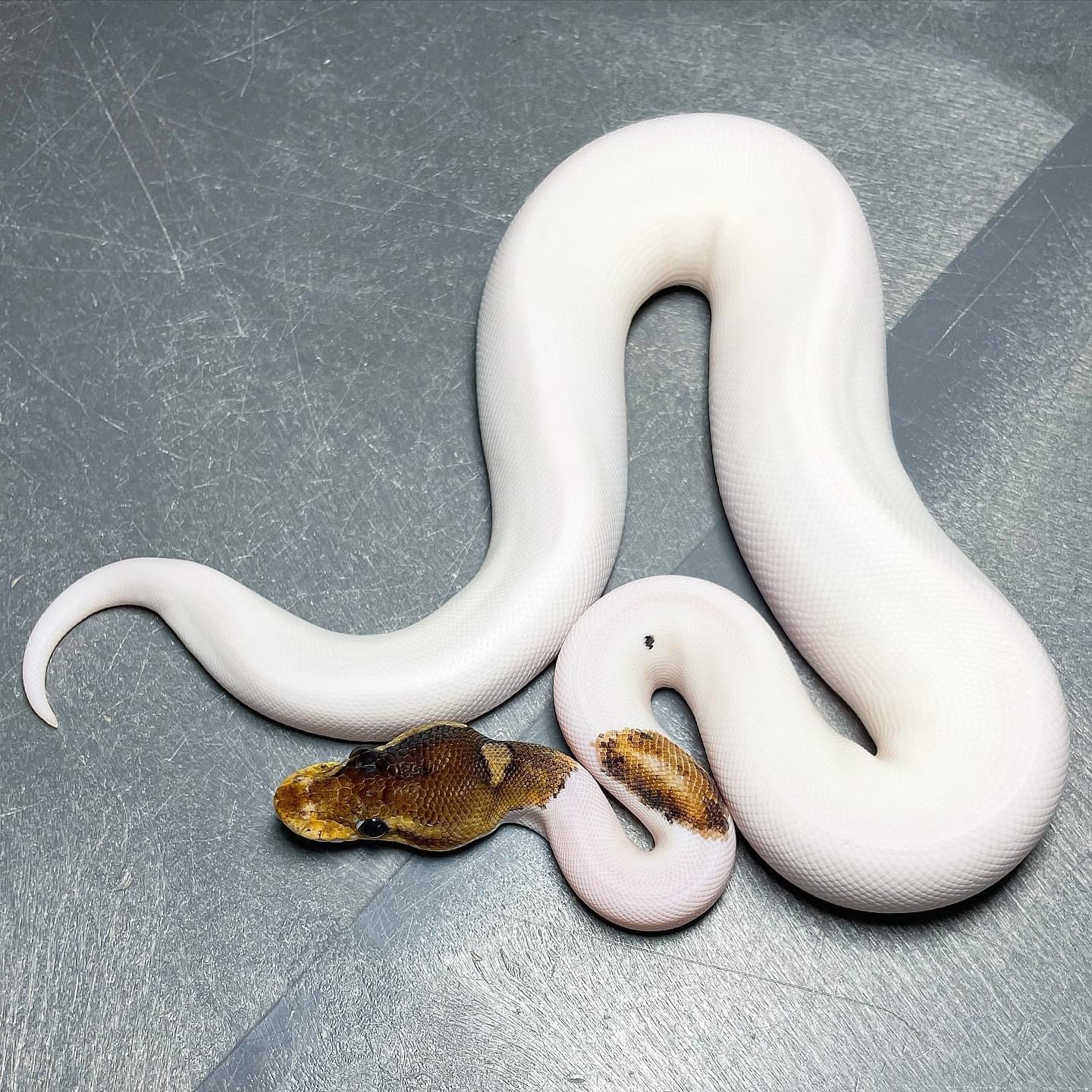 Cinnamon Pastel Enchi Pied Female Ball Python