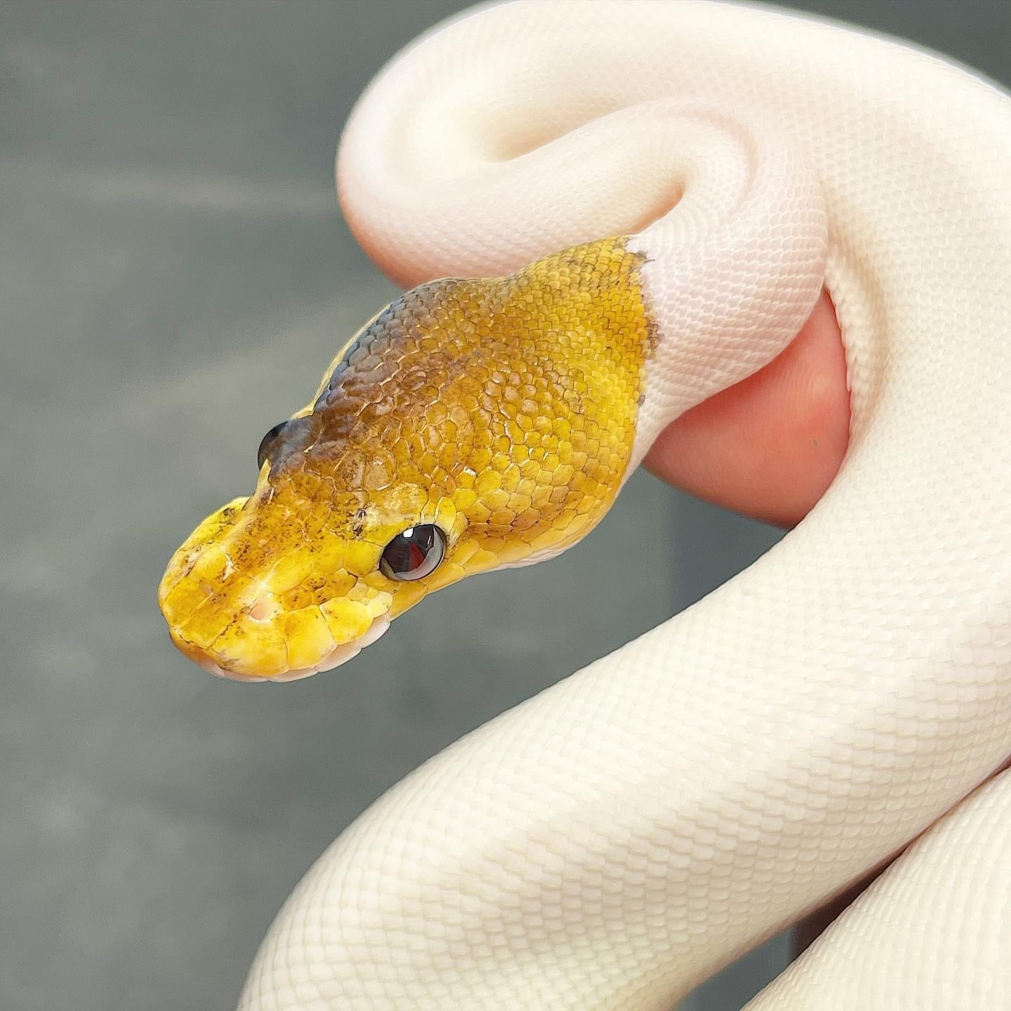 Pastel Cinnamon Enchi Pied Female Ball Python