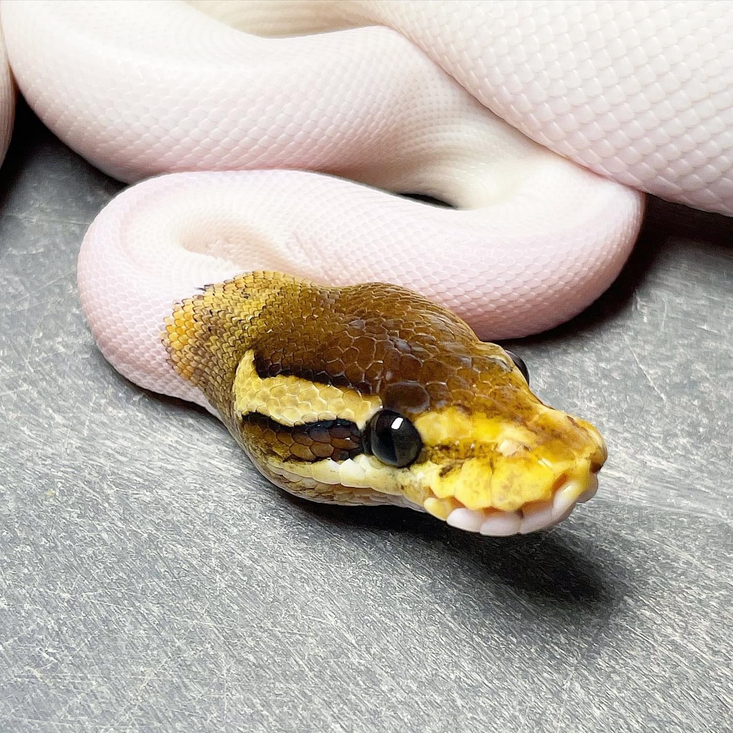 Pastel Cinnamon Enchi Pied Female Ball Python