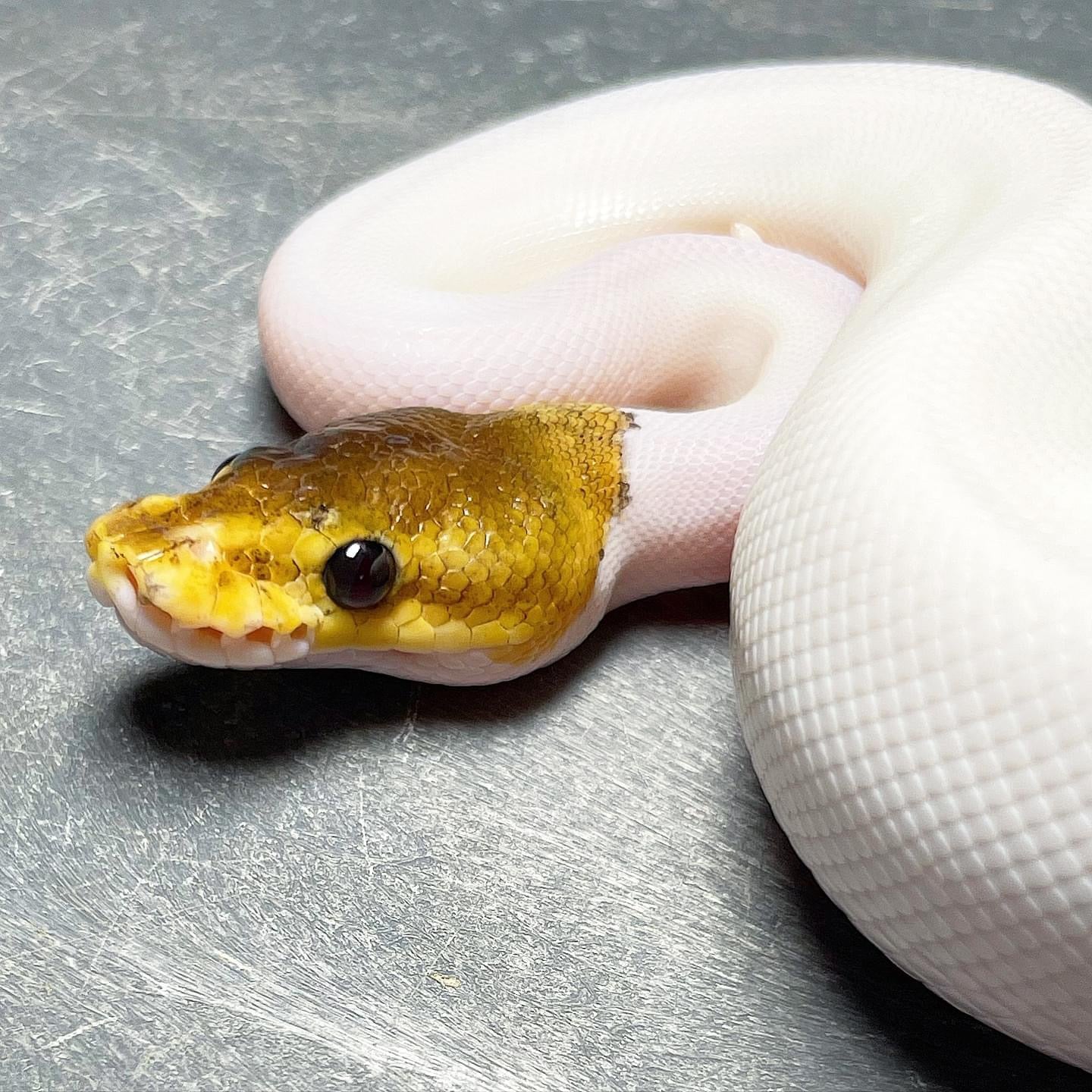 Pastel Cinnamon Enchi Pied Female Ball Python