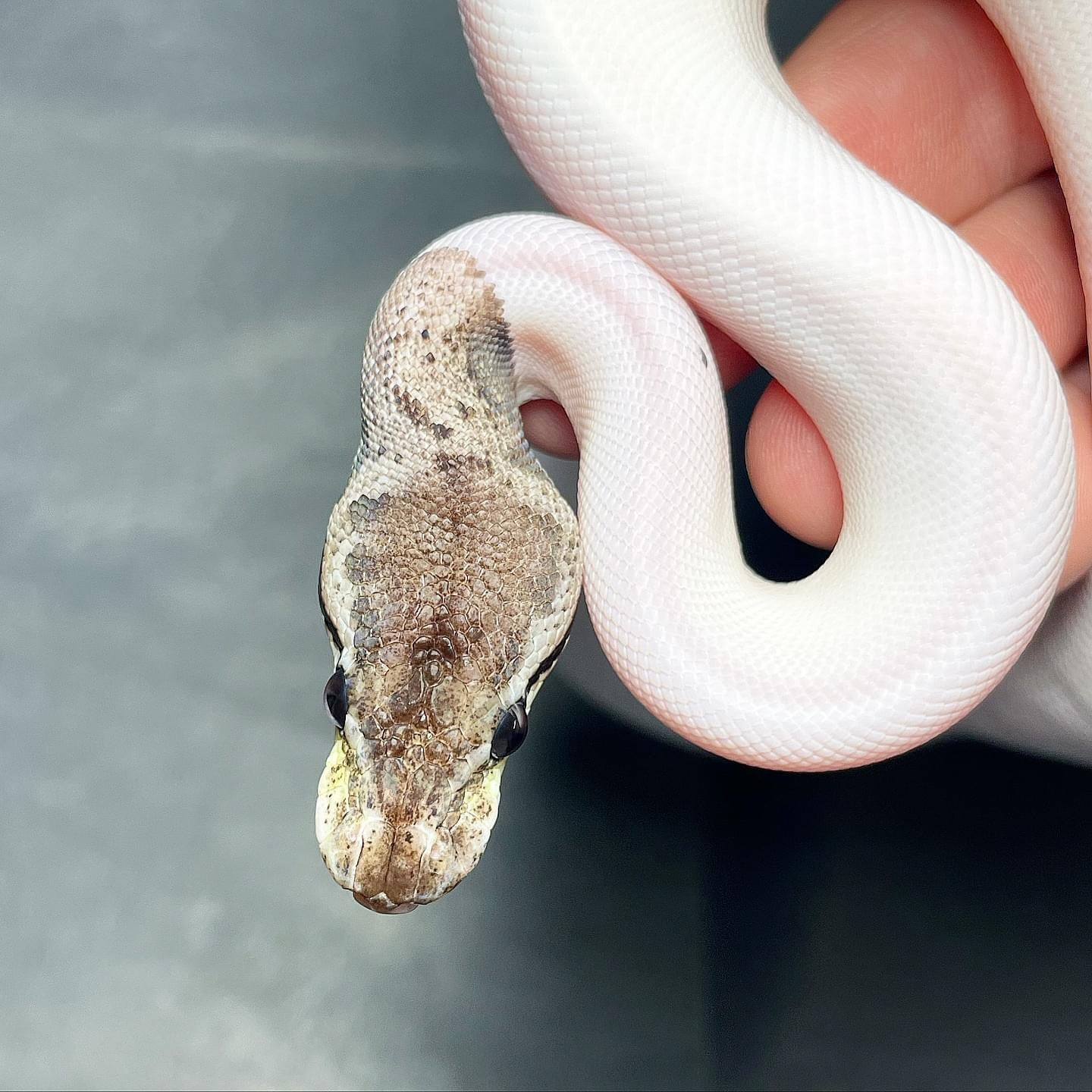 Pastel Leopard Red Axanthic Pied Female Ball Python