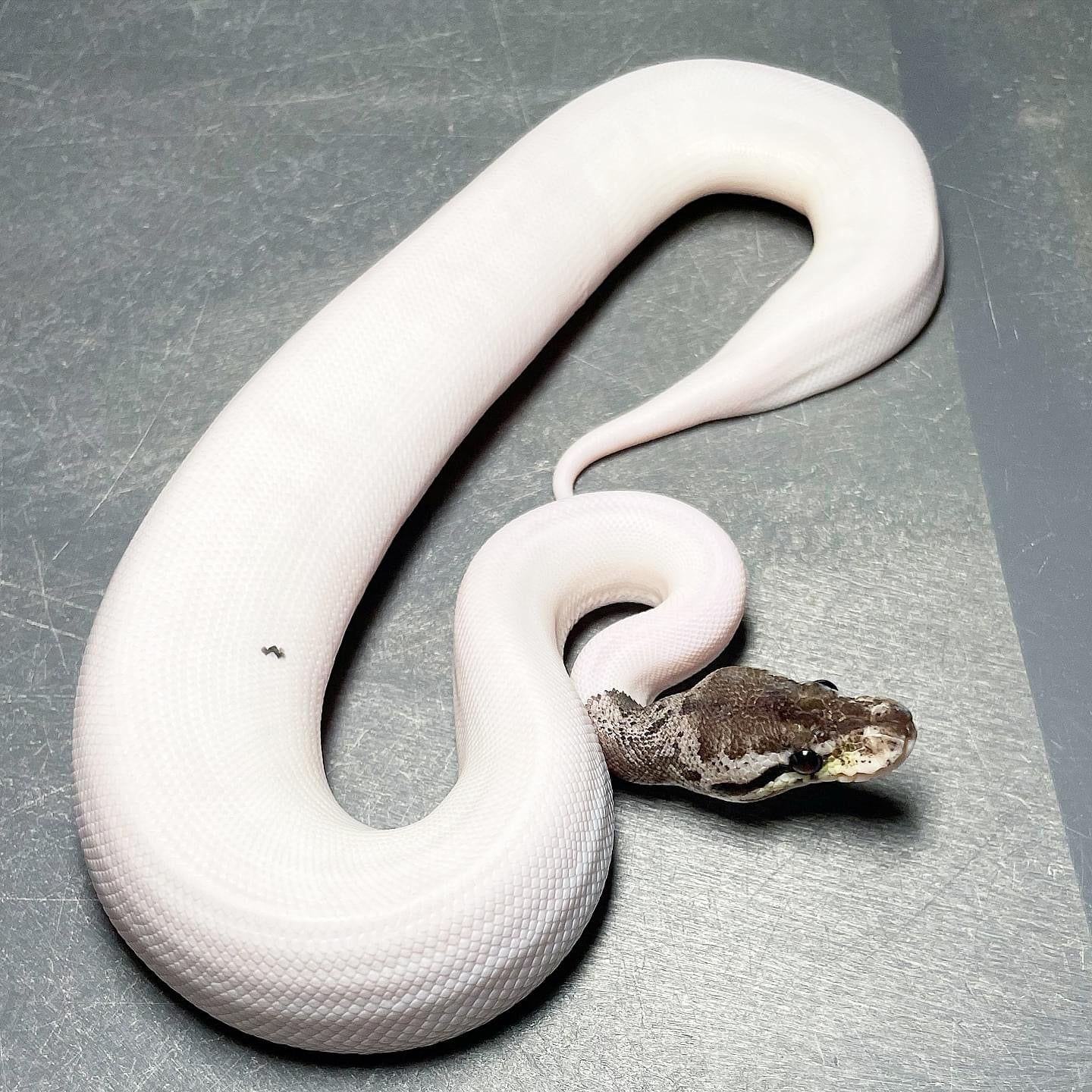 Pastel Leopard Red Axanthic Pied Female Ball Python