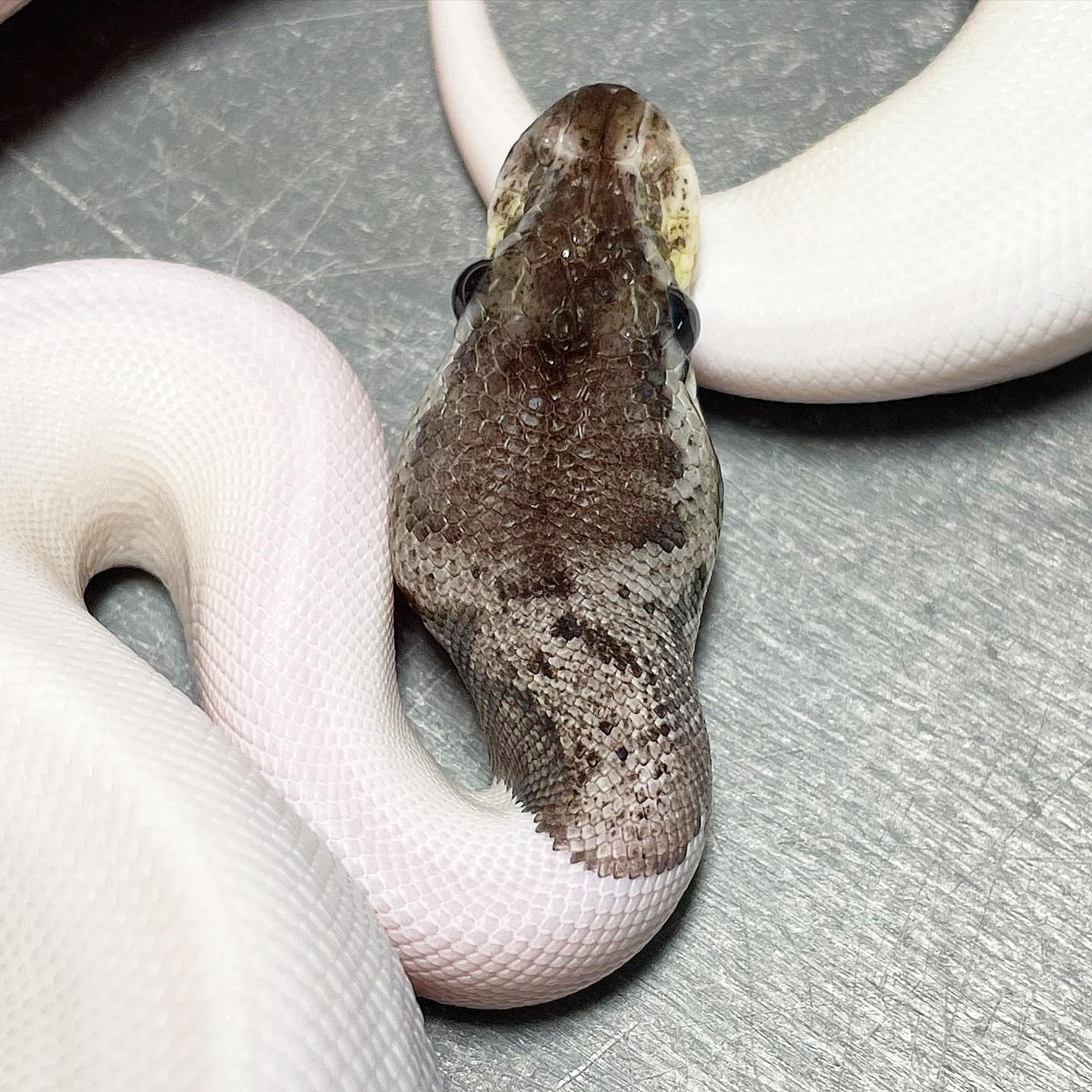 Pastel Leopard Red Axanthic Pied Female Ball Python