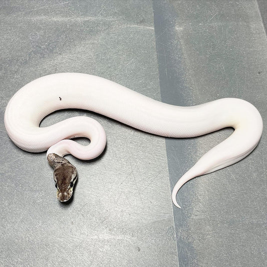 Pastel Leopard Red Axanthic Pied Female Ball Python