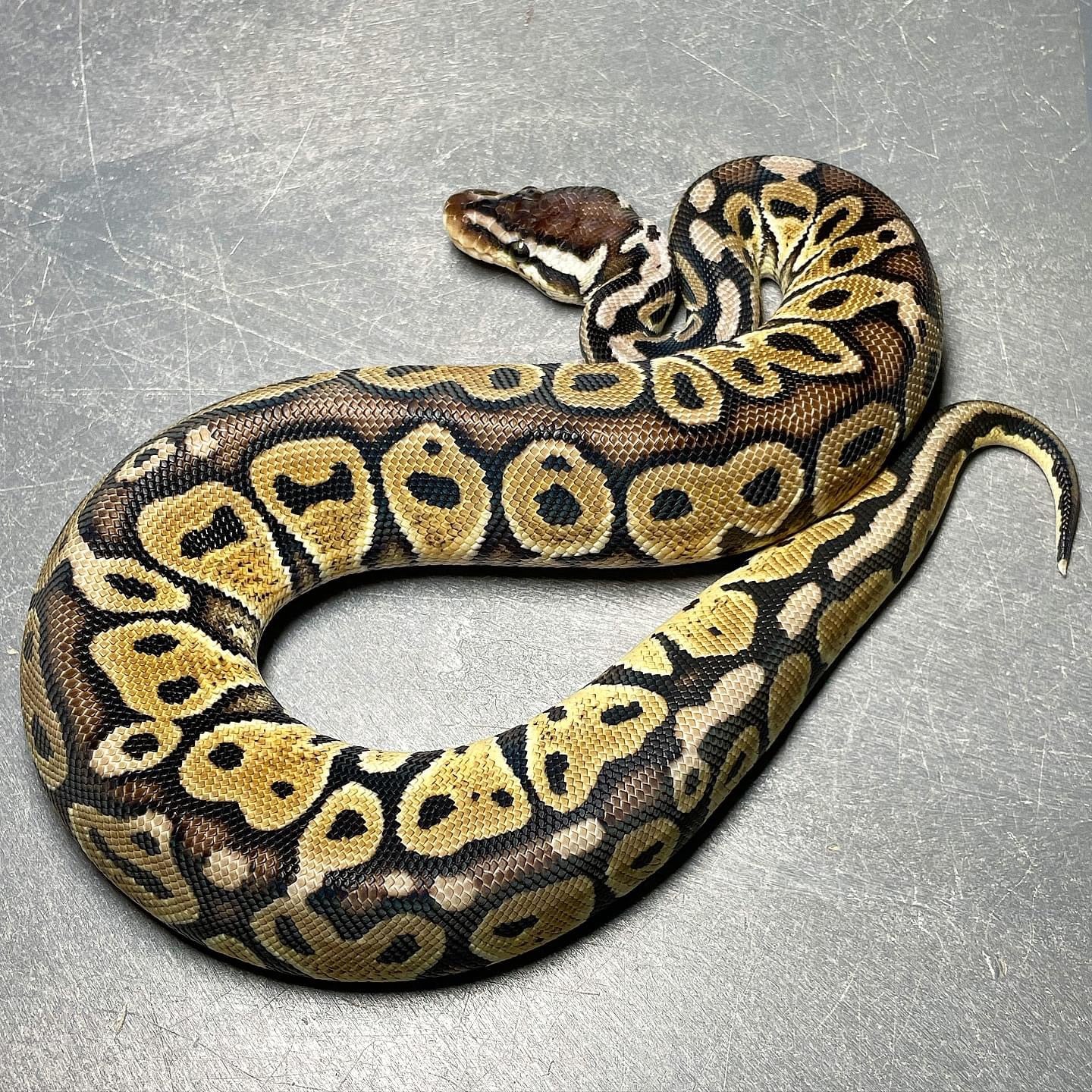 HRA Pastel Het Pied Male Ball Python