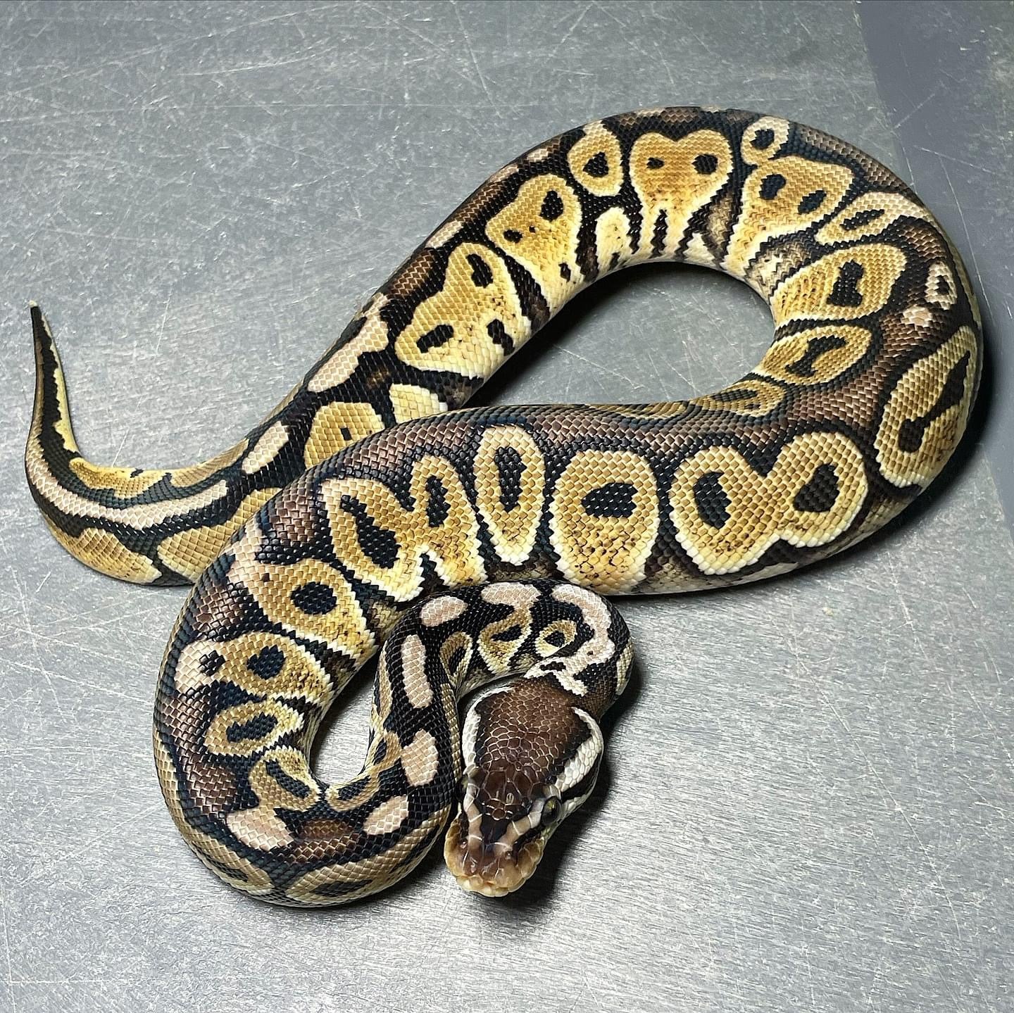 HRA Pastel Het Pied Male Ball Python