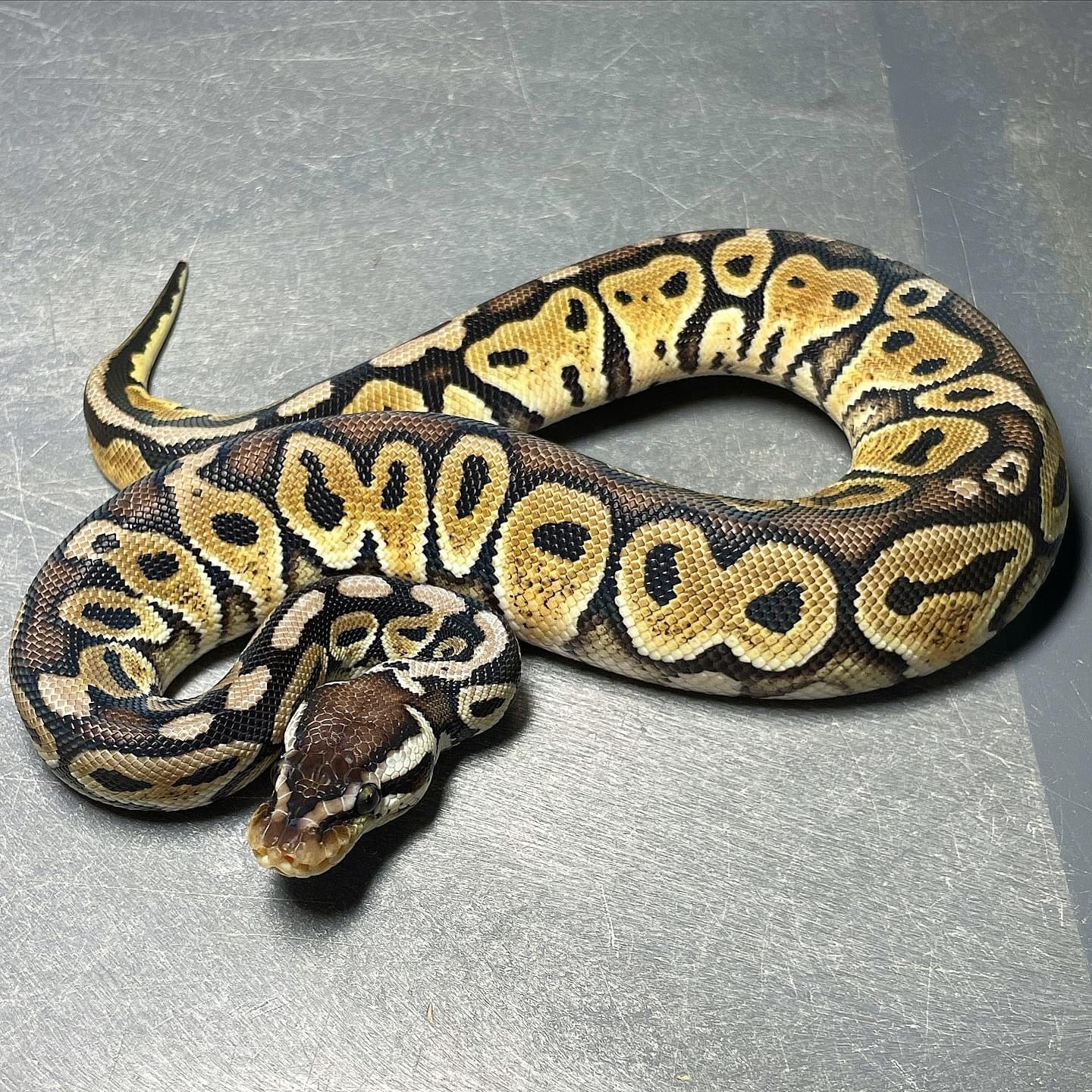 HRA Pastel Het Pied Male Ball Python