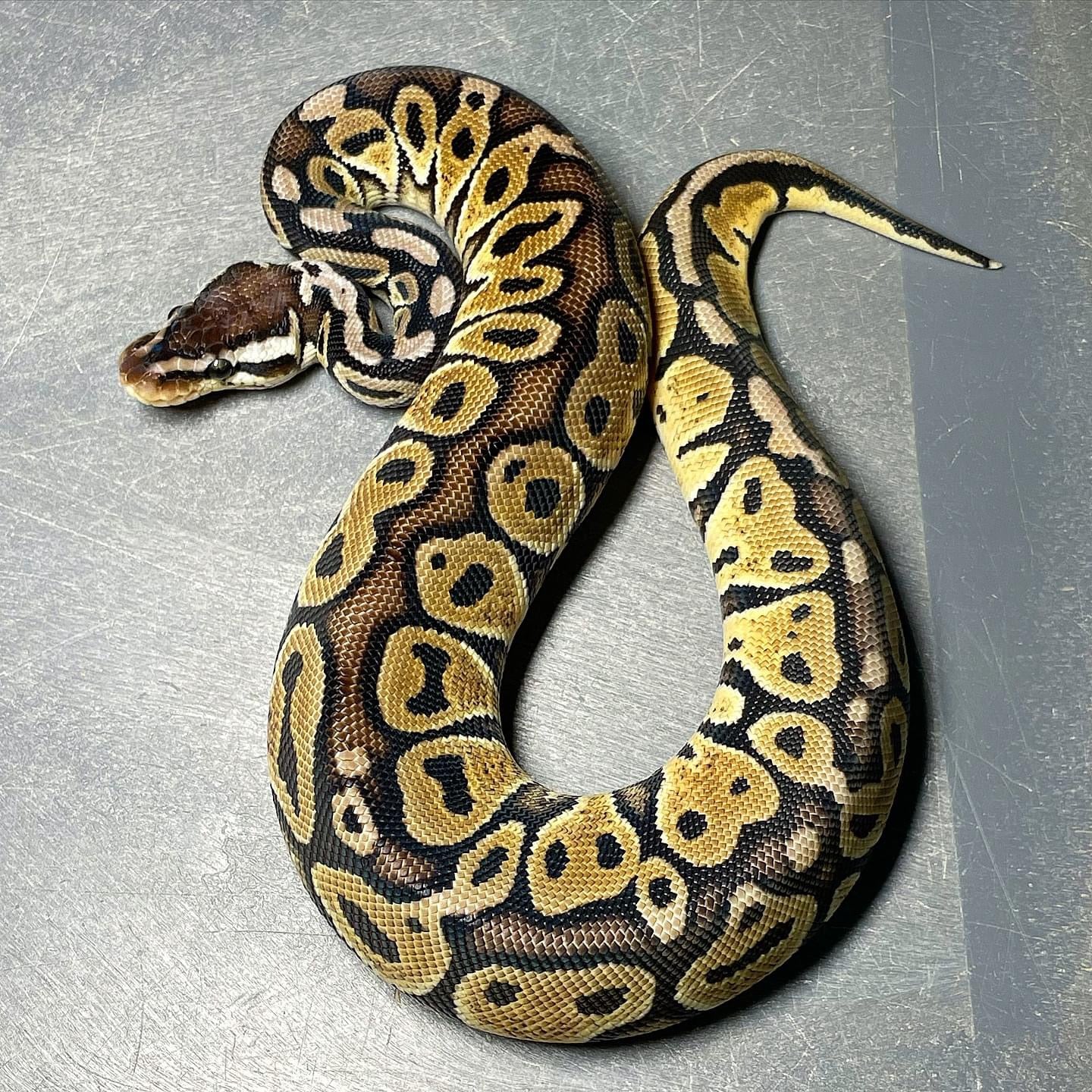 HRA Pastel Het Pied Male Ball Python