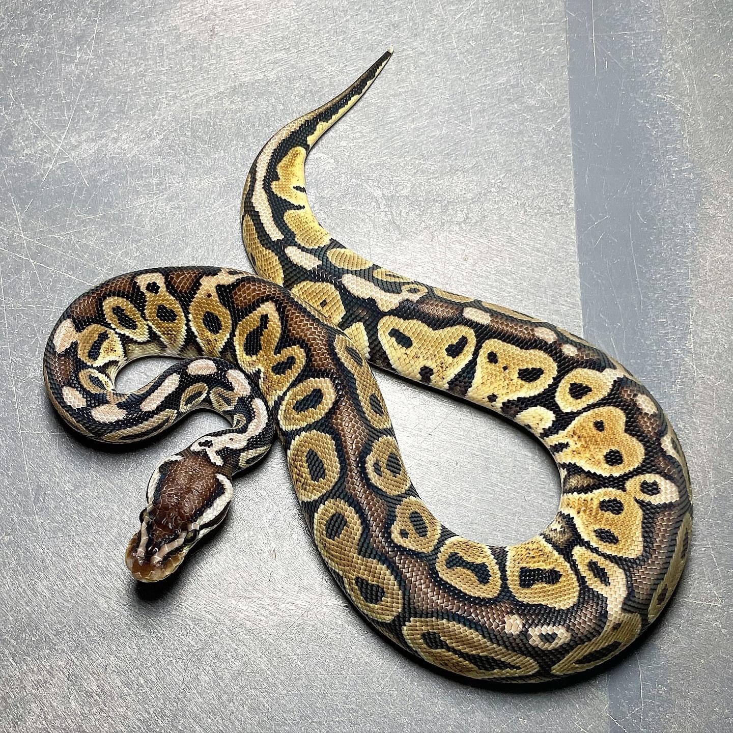 Amel Ball Python HRA Pastel Het Pied Male Ball Python For Sale – Trademark Exotics