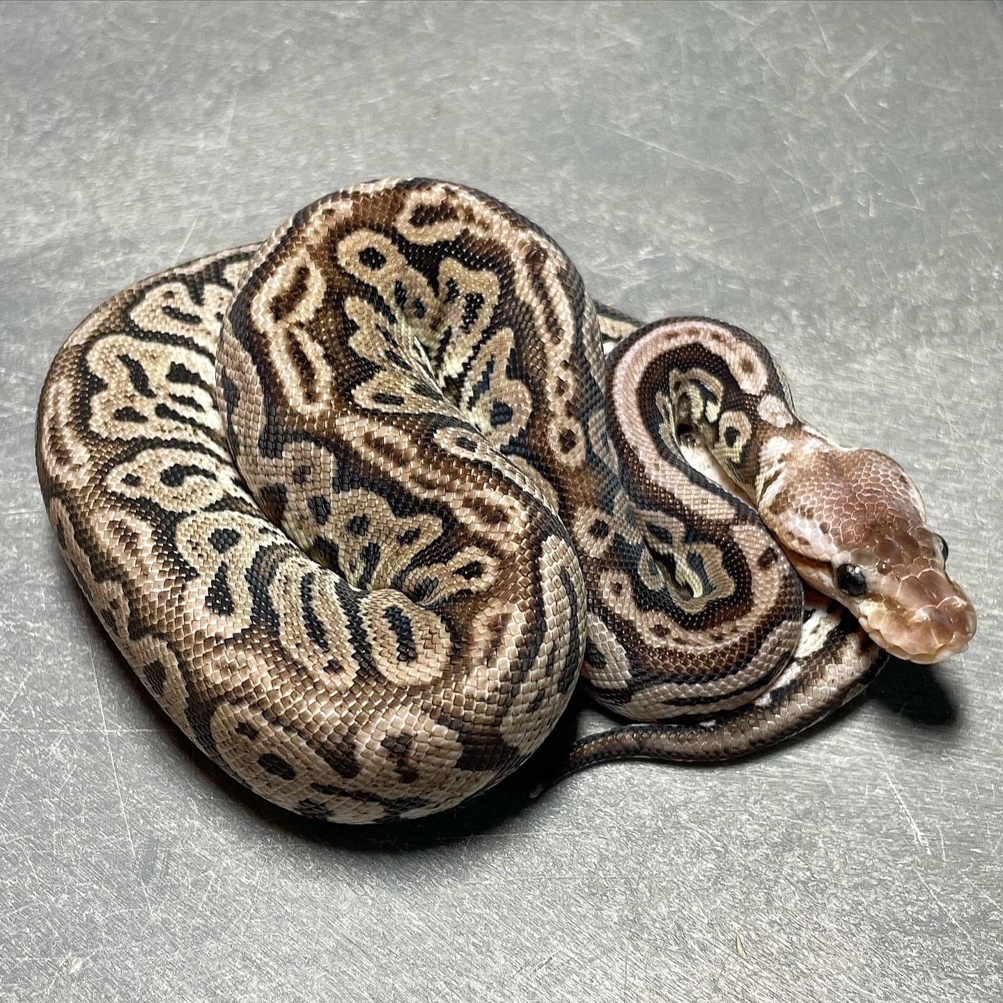 Red Axanthic Pastel Het Pied Female Ball Python