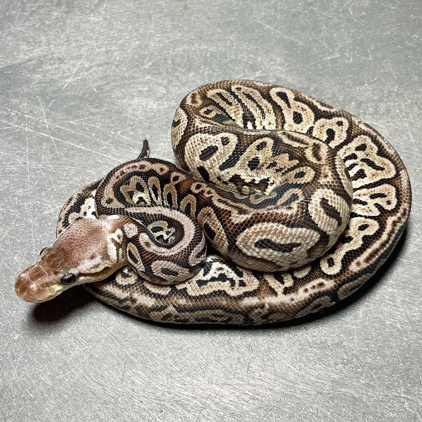 Red Axanthic Pastel Het Pied Female Ball Python