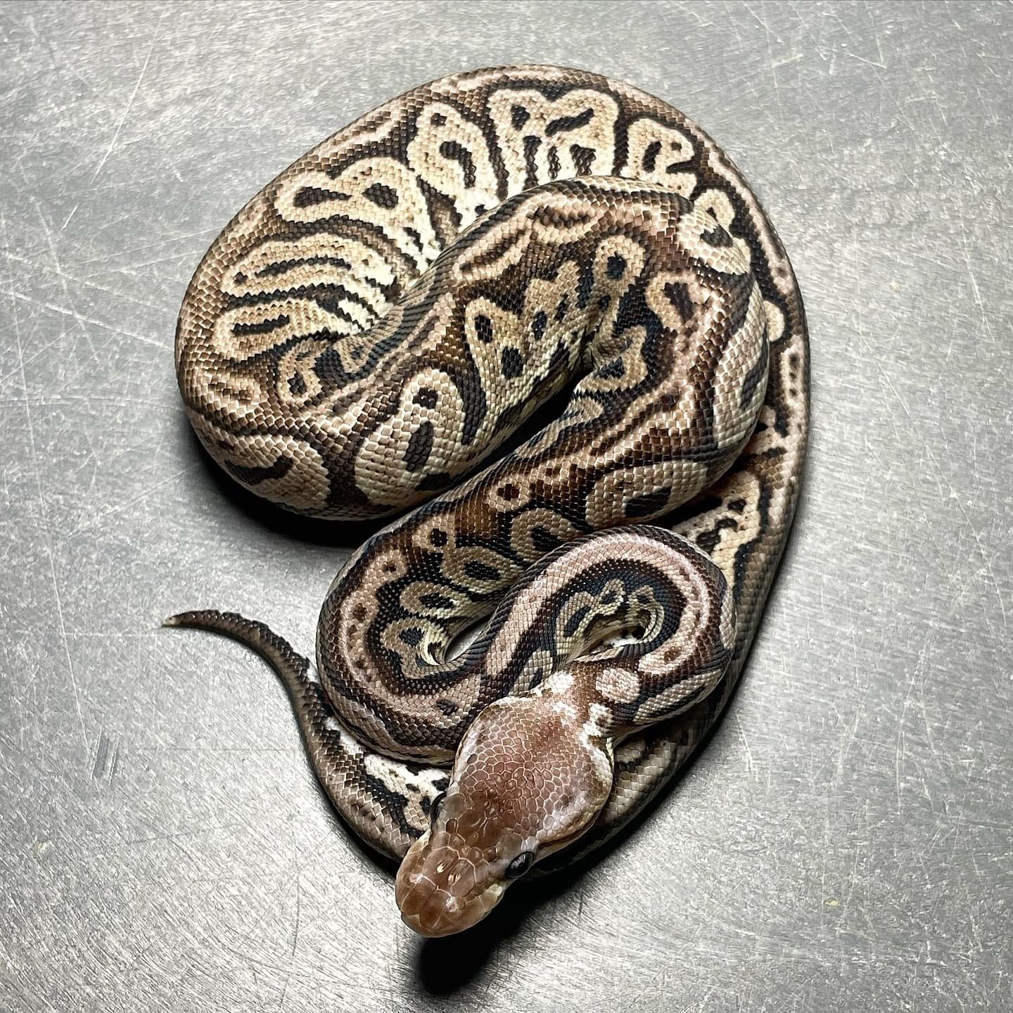 Red Axanthic Pastel Het Pied Female Ball Python