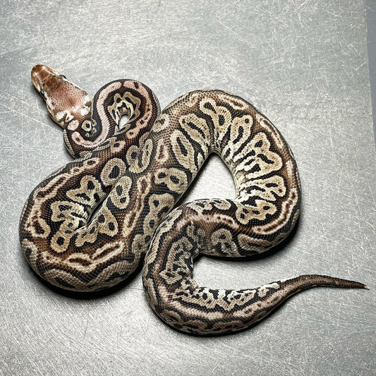 Red Axanthic Pastel Het Pied Female Ball Python