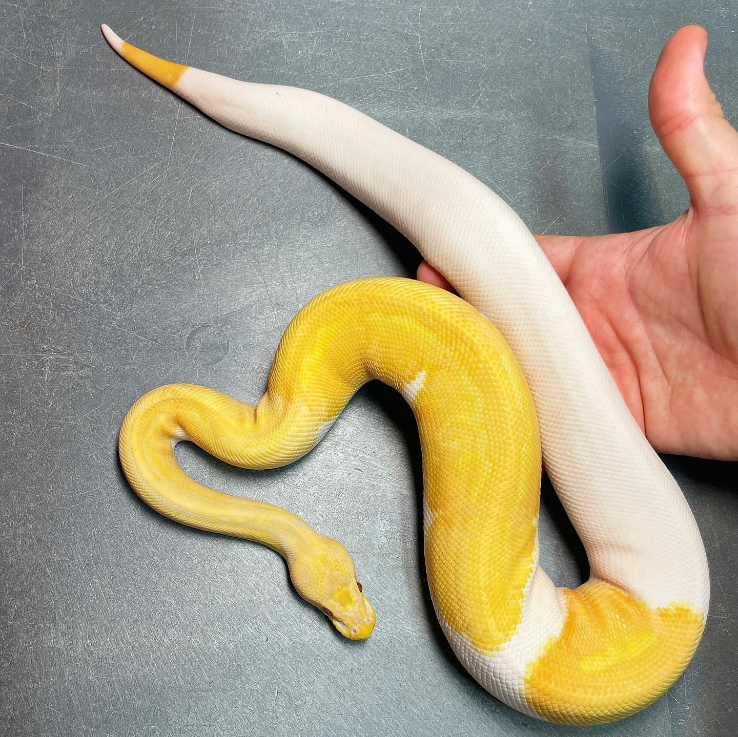 Pastel Dreamsicle Female Sub-Adult Ball Python