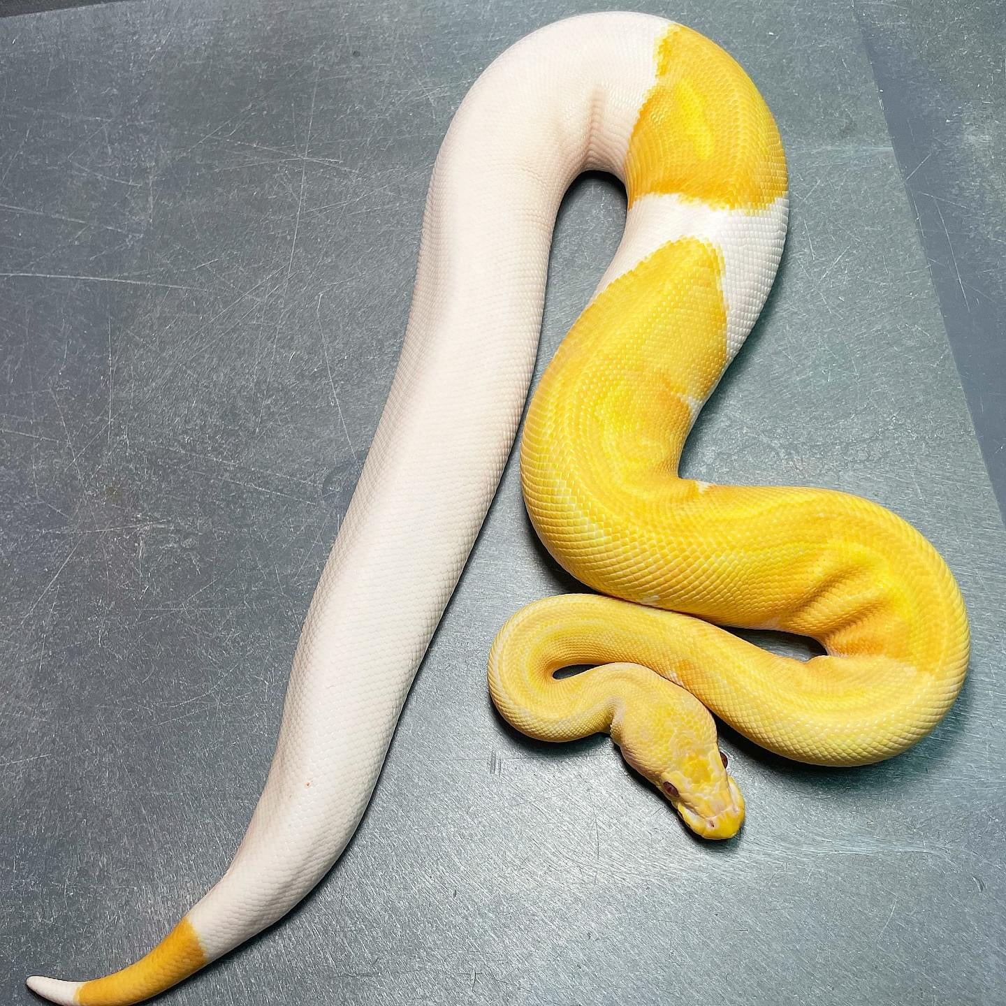 Pastel Dreamsicle Female Sub-Adult Ball Python