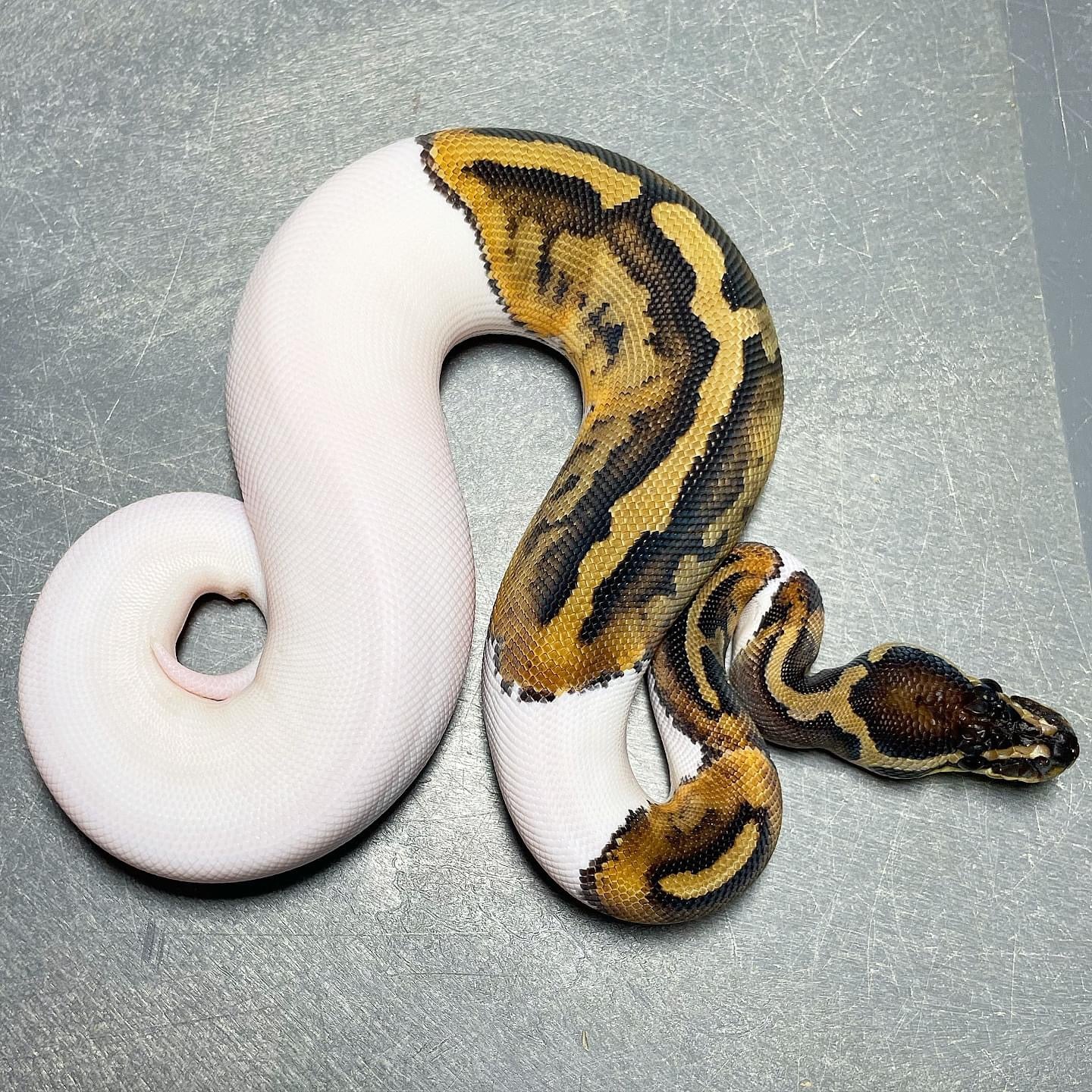 Piebald Female Ball Python