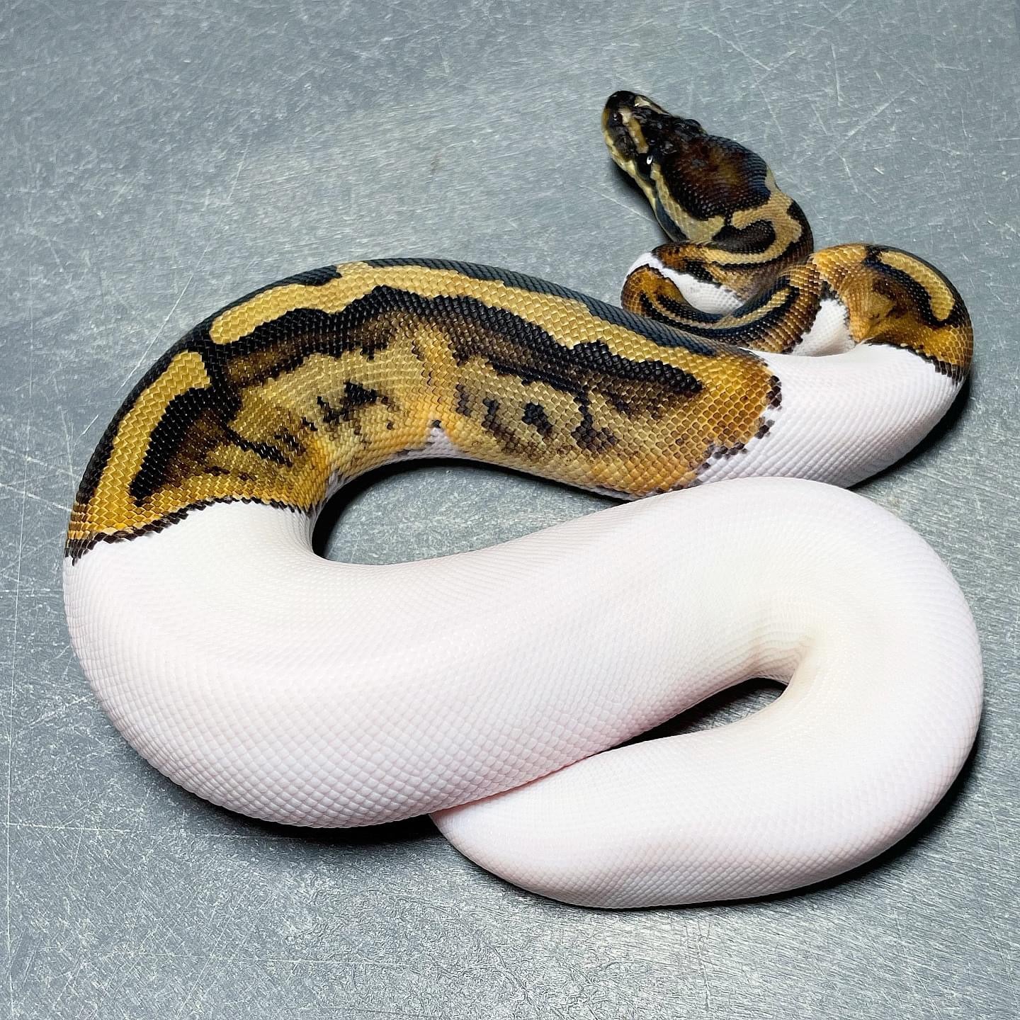 Piebald Female Ball Python