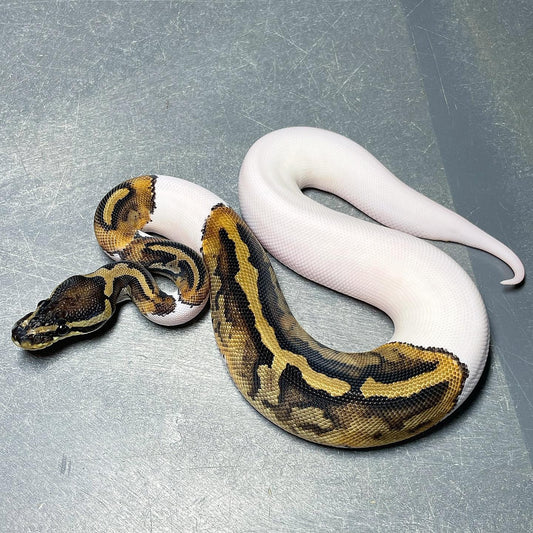 Piebald Female Ball Python