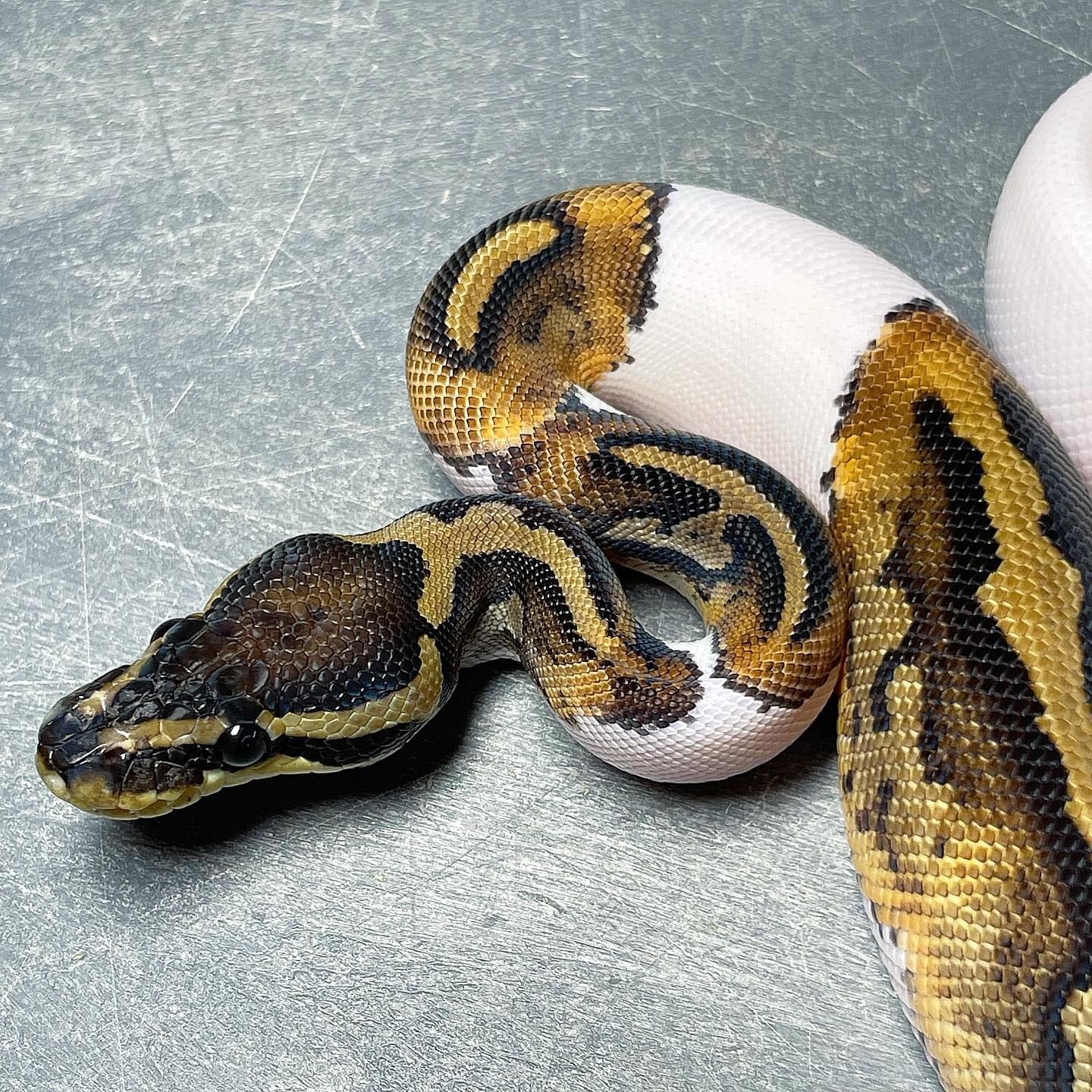 Piebald Female Ball Python