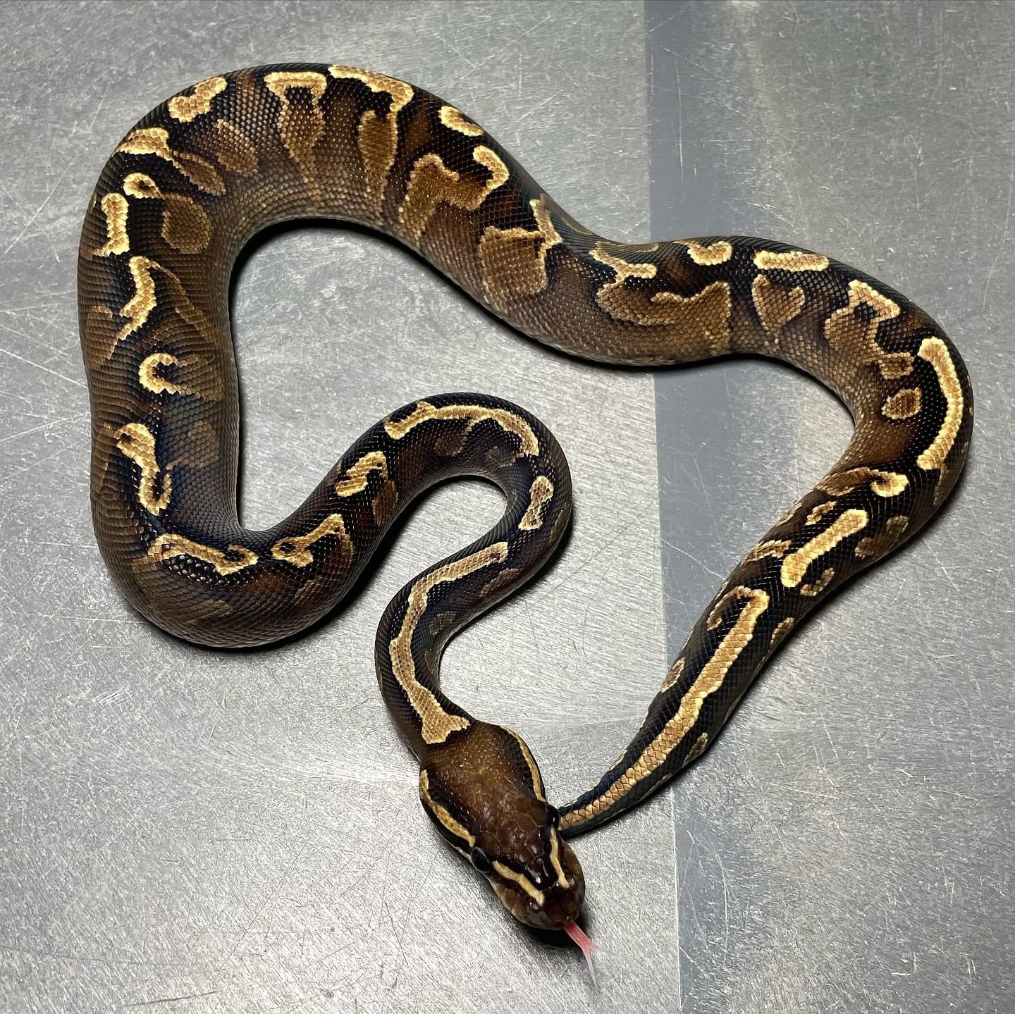 GHI Orangebelly Female Ball Python