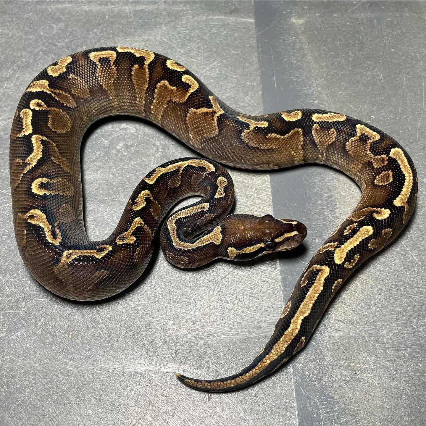 GHI Orangebelly Female Ball Python