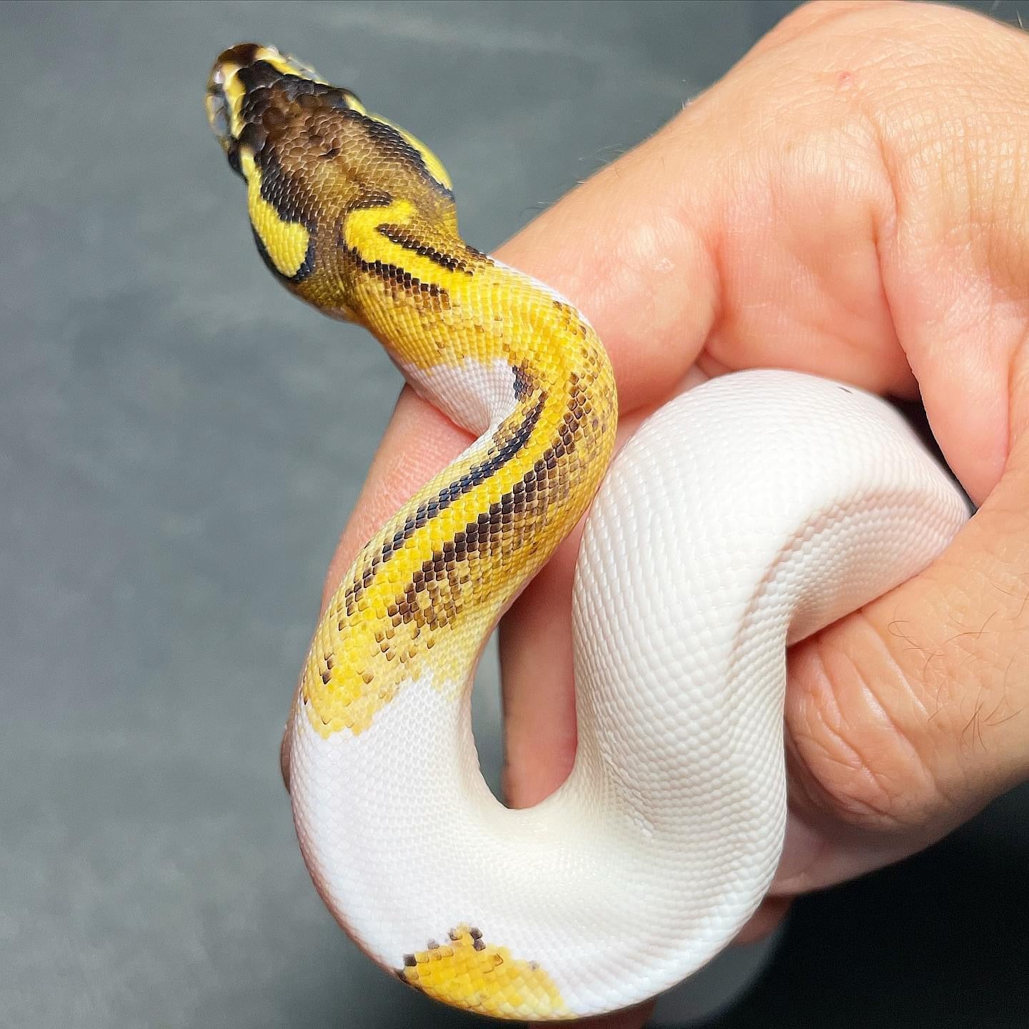 Pastel Asphalt/Yellowbelly Pied (maybe Pastel Freeway Pied) Female Ball Python