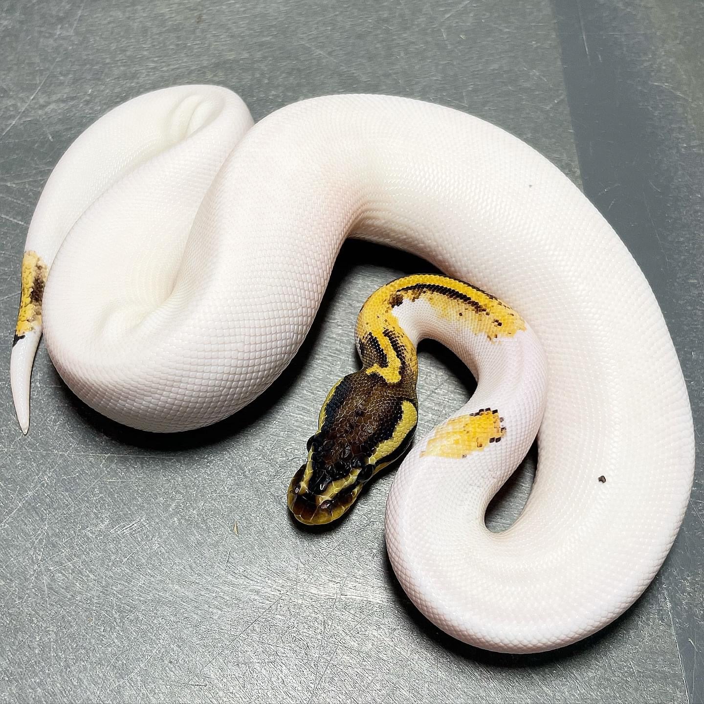 Pastel Asphalt/Yellowbelly Pied (maybe Pastel Freeway Pied) Female Ball Python