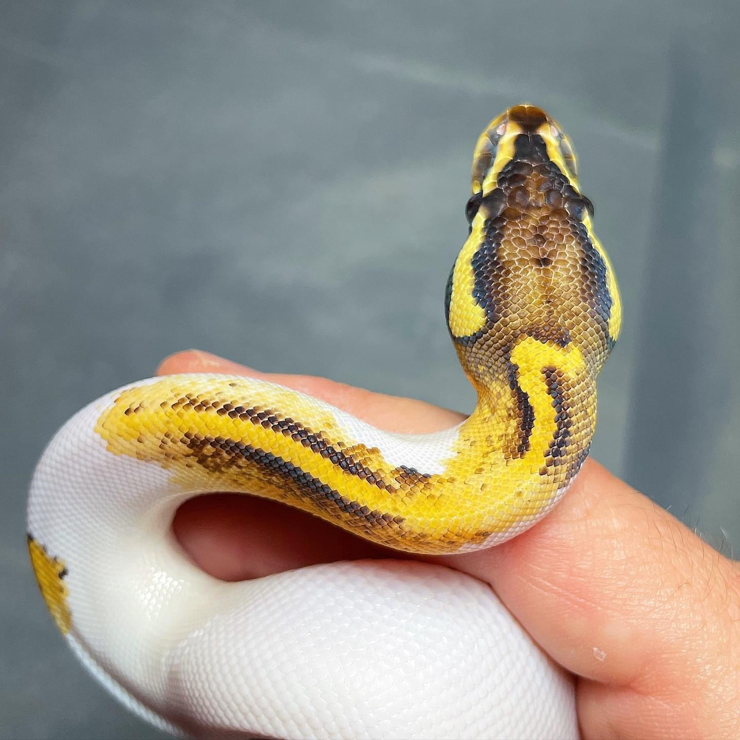 Pastel Asphalt/Yellowbelly Pied (maybe Pastel Freeway Pied) Female Ball Python