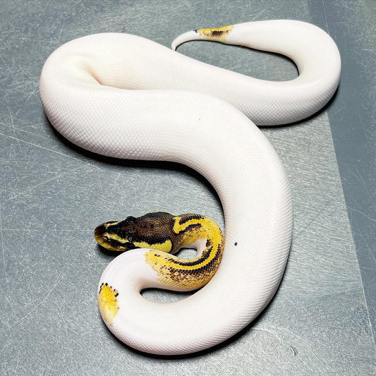 Pastel Asphalt/Yellowbelly Pied (maybe Pastel Freeway Pied) Female Ball Python