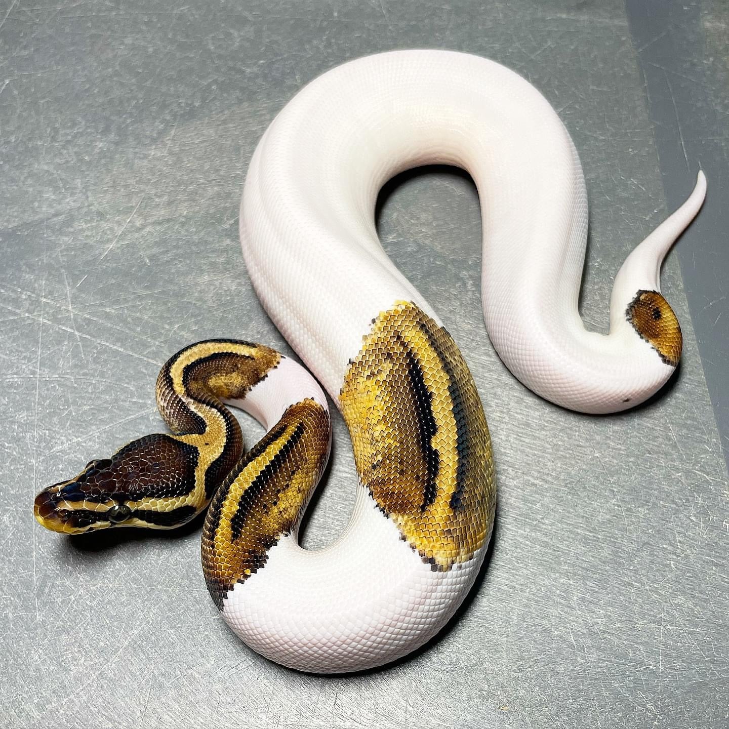 Sandblast Pastel Pied Male Ball Python