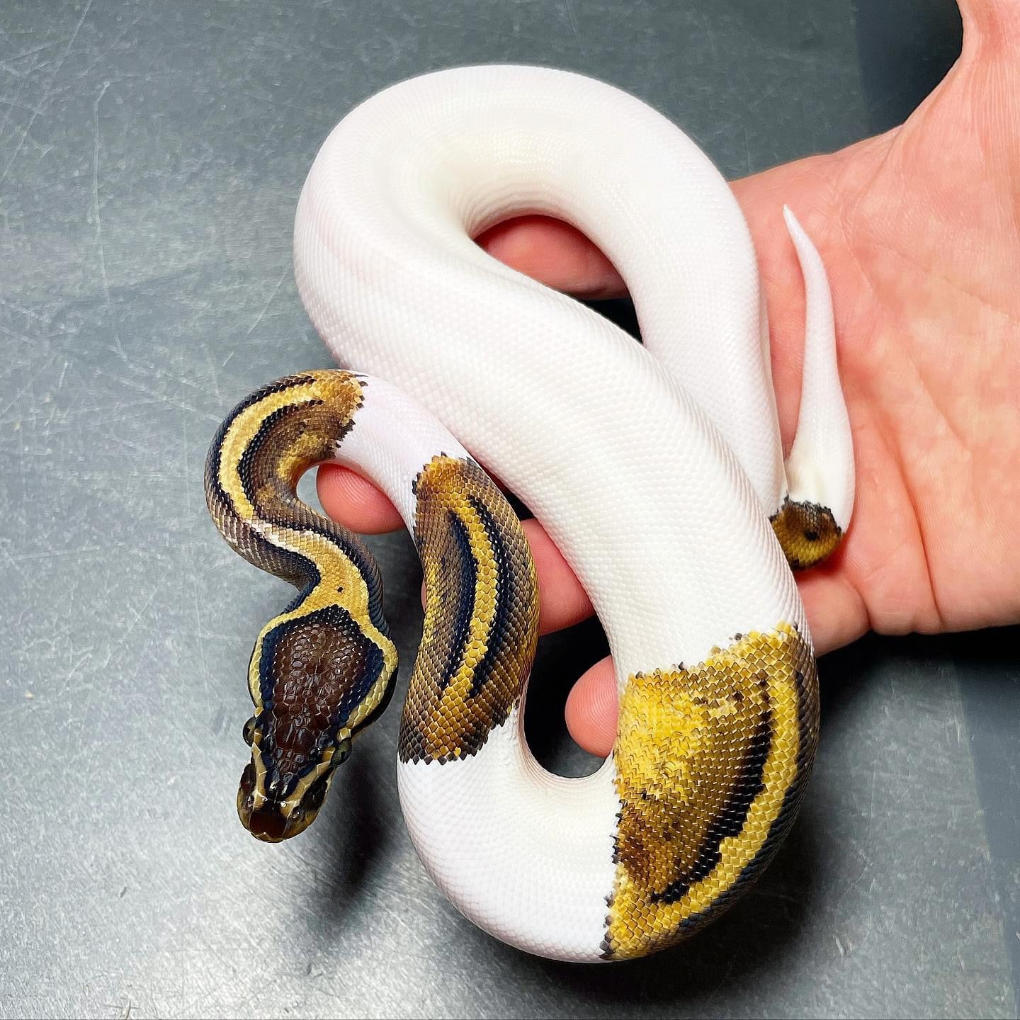 Sandblast Pastel Pied Male Ball Python