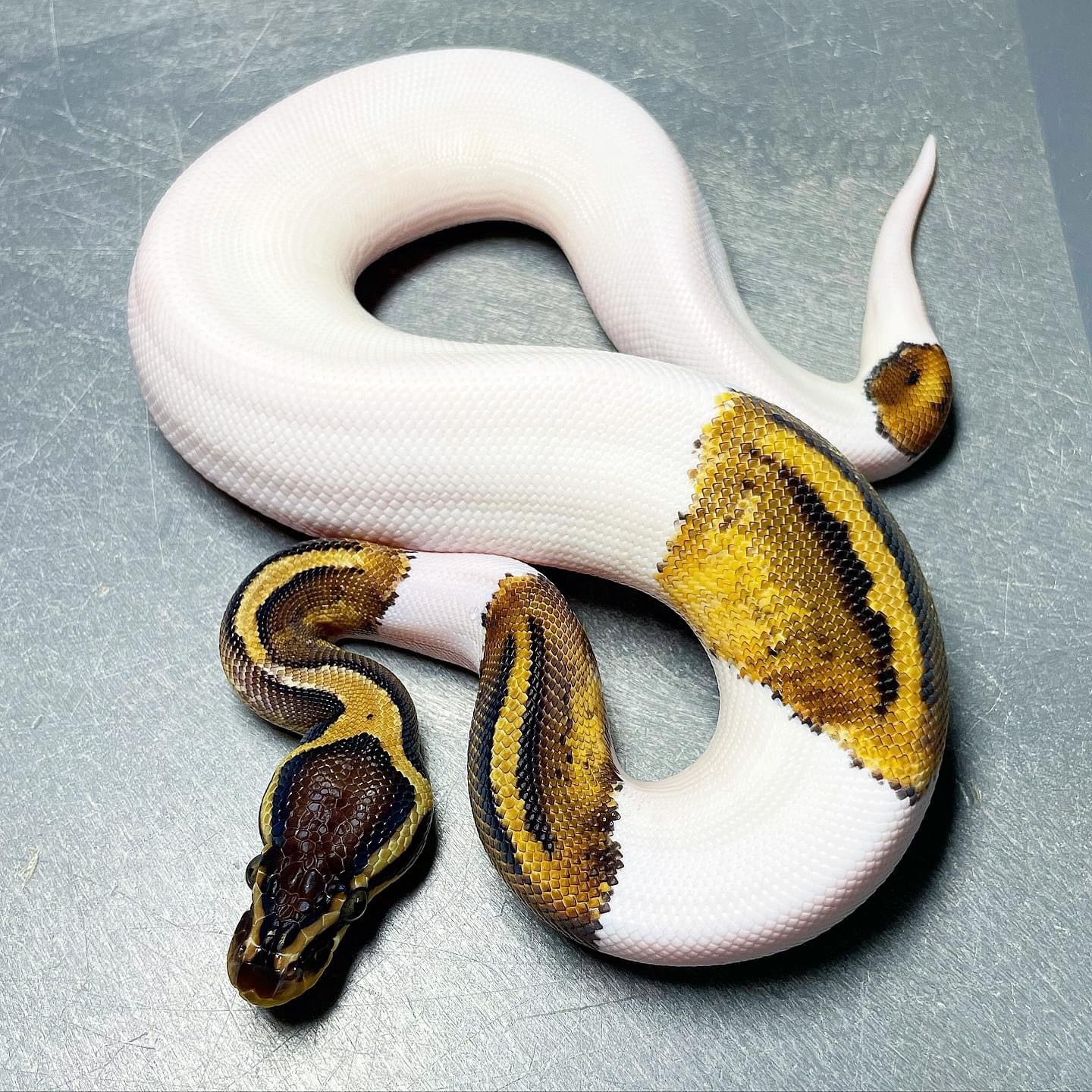 Sandblast Pastel Pied Male Ball Python