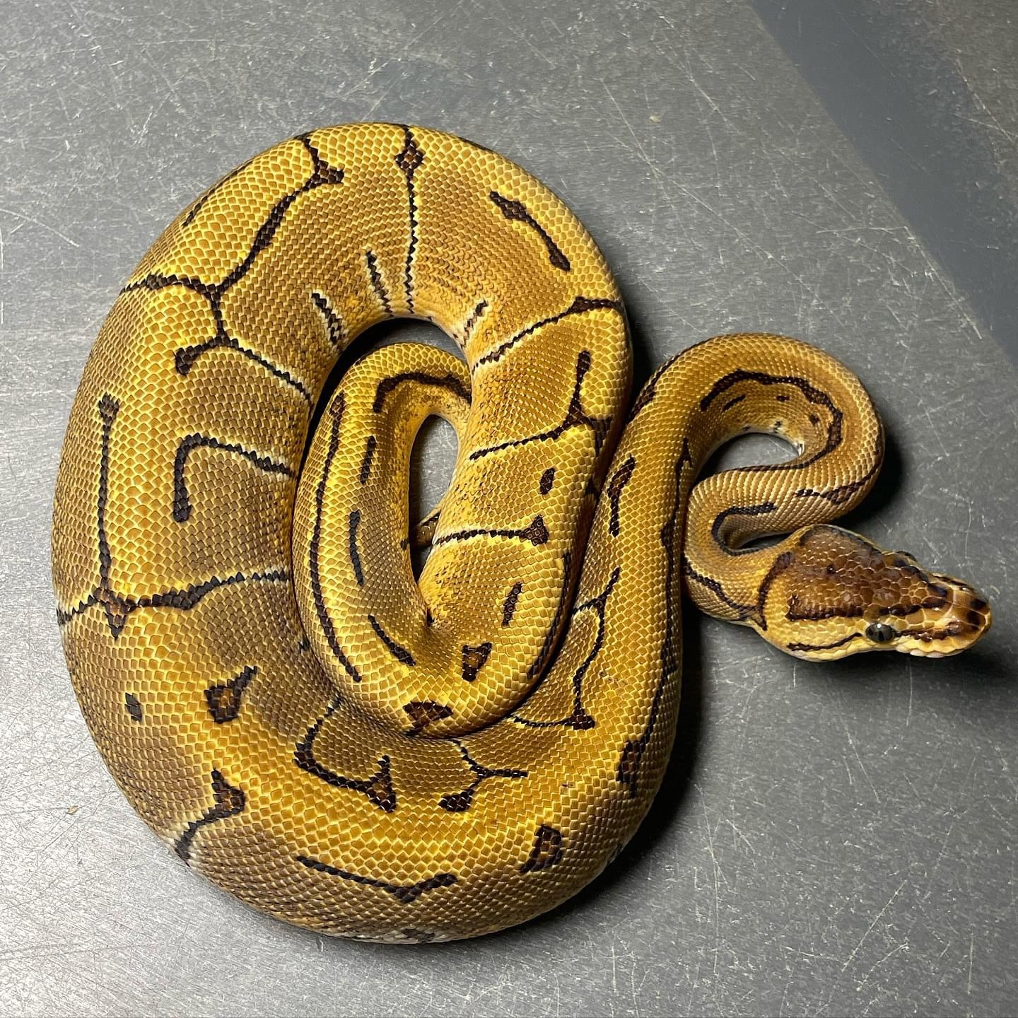 Pinstripe Enchi Het Clown Het Pied Female Ball Python