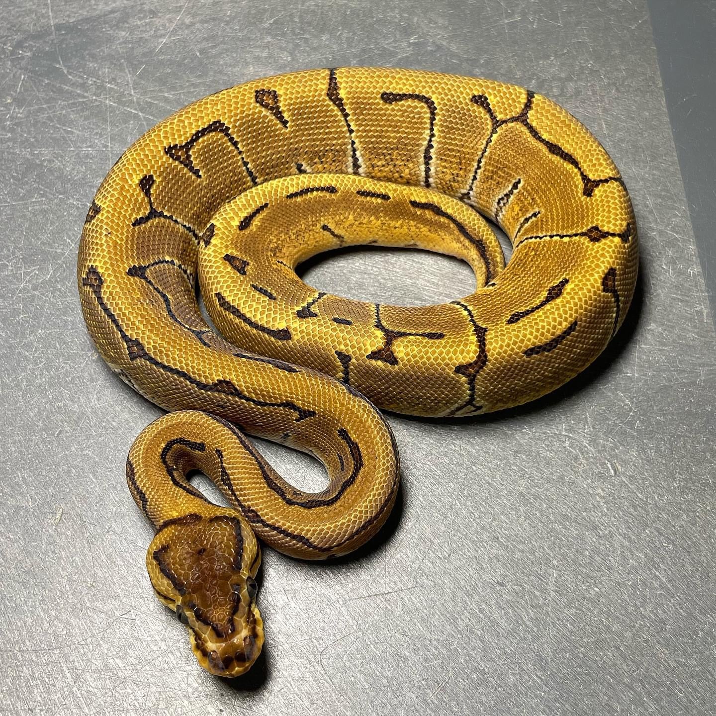 Pinstripe Enchi Het Clown Het Pied Female Ball Python