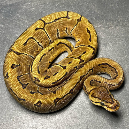 Pinstripe Enchi Het Clown Het Pied Female Ball Python