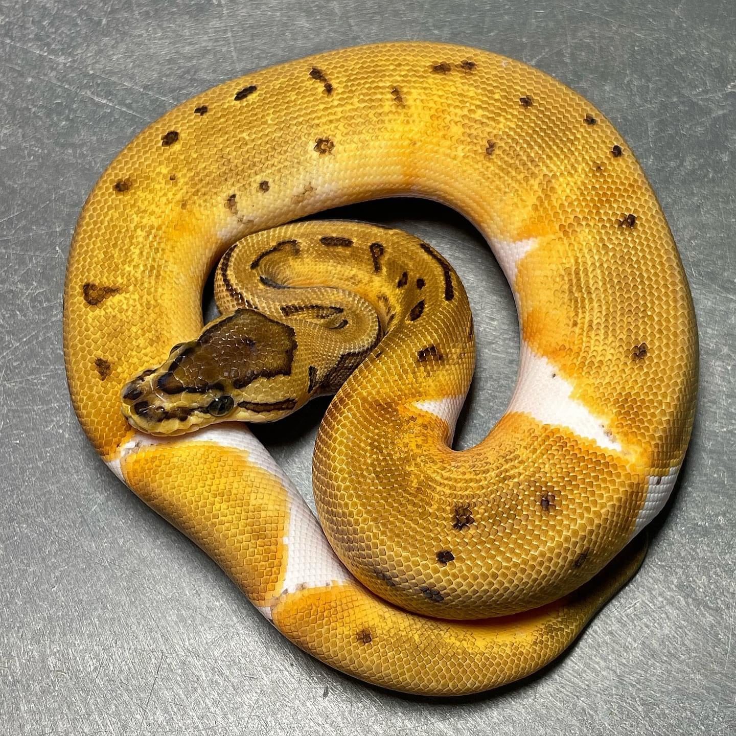 Pinstripe Enchi Pied Het Clown Female Ball Python