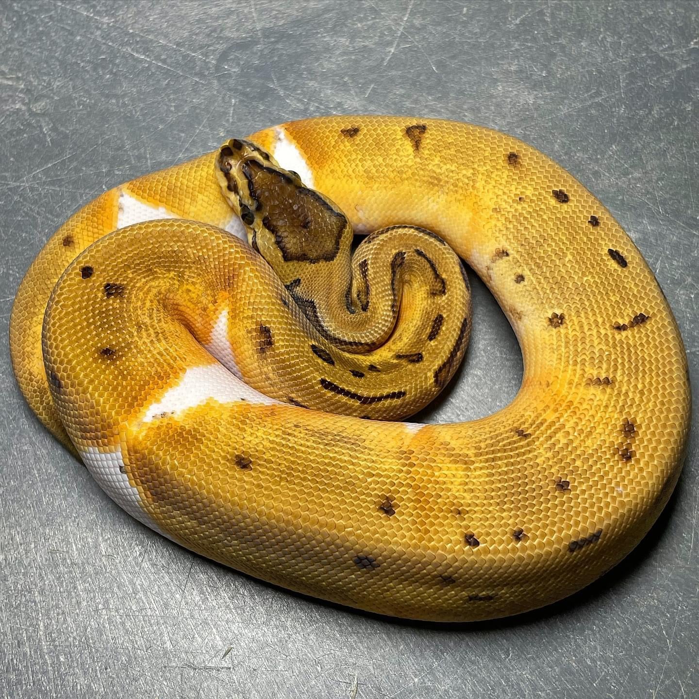 Pinstripe Enchi Pied Het Clown Female Ball Python