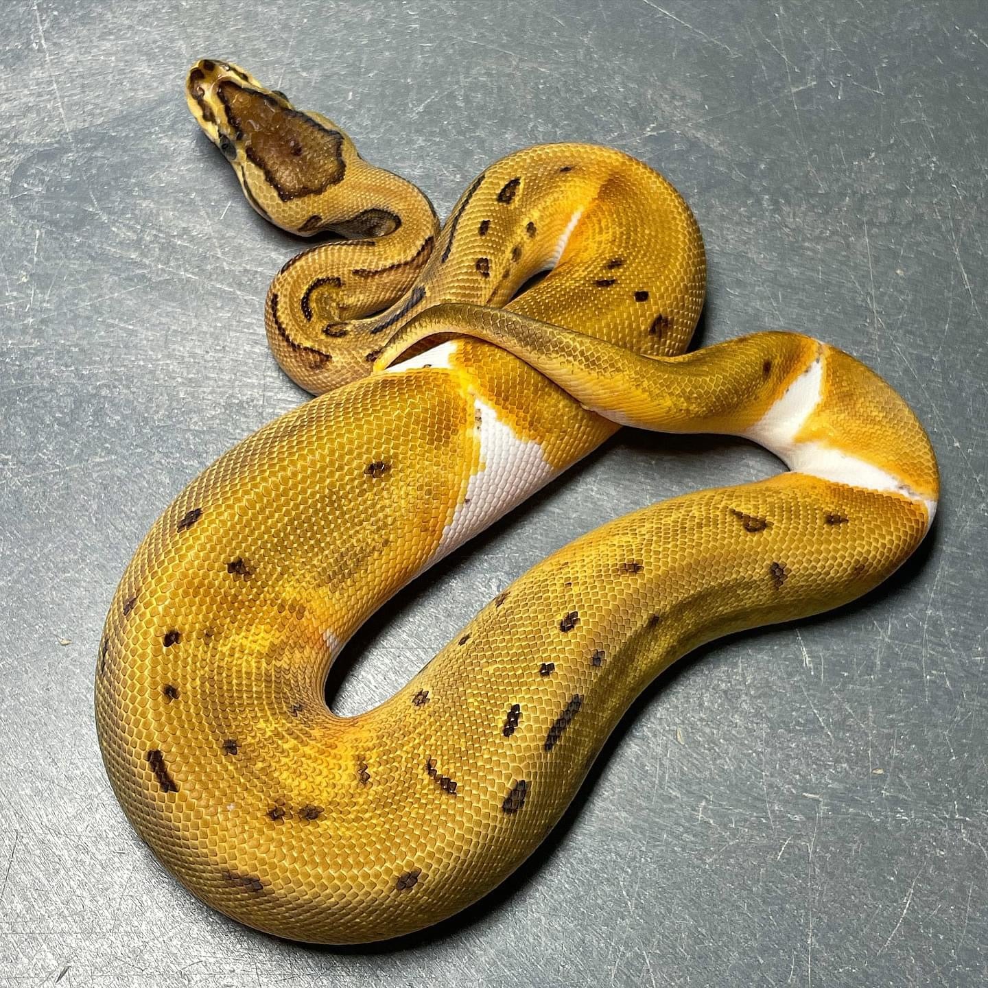 Pinstripe Enchi Pied Het Clown Female Ball Python