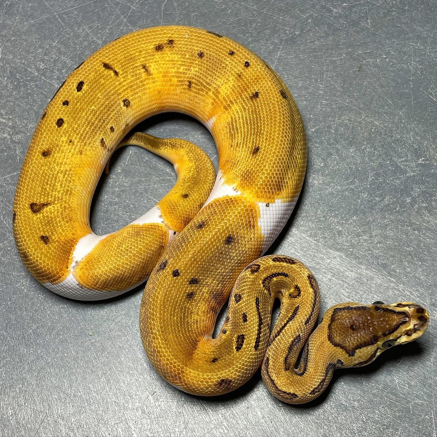 Pinstripe Enchi Pied Het Clown Female Ball Python