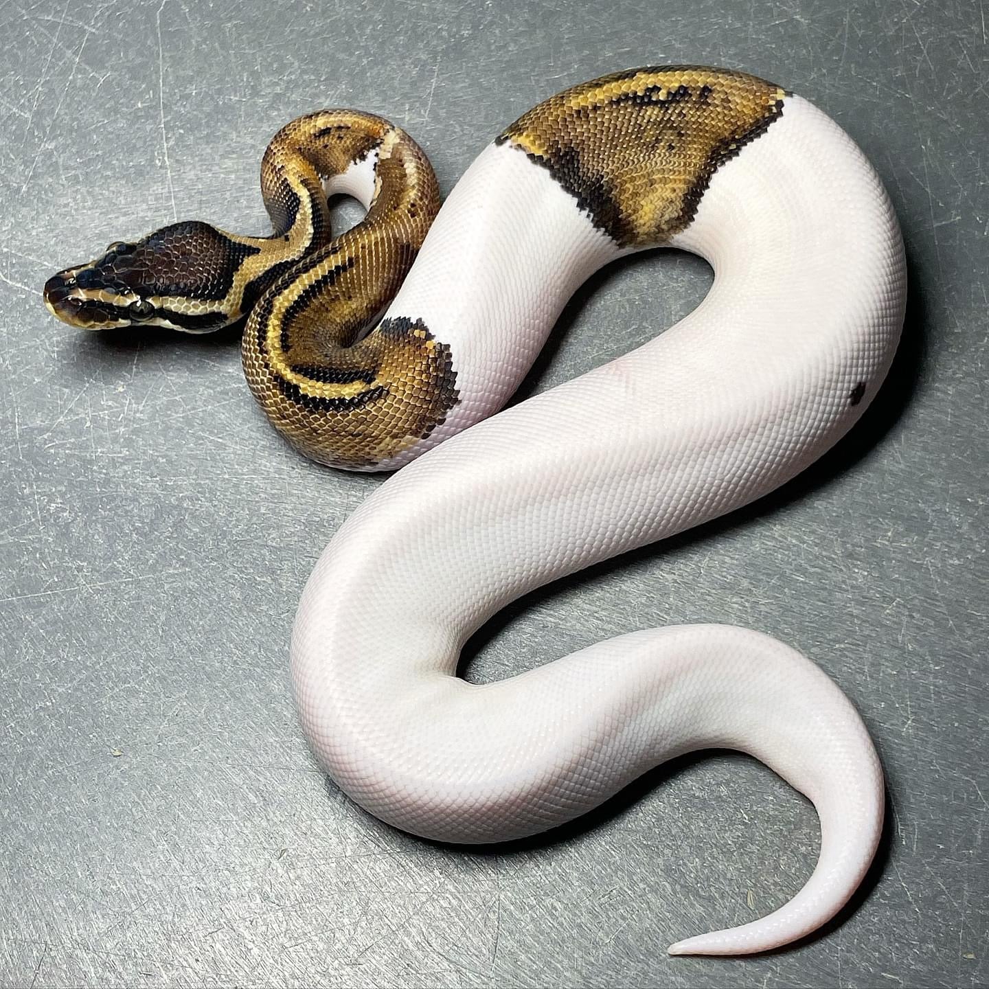 Sandblast Pastel Pied Ball Python Male