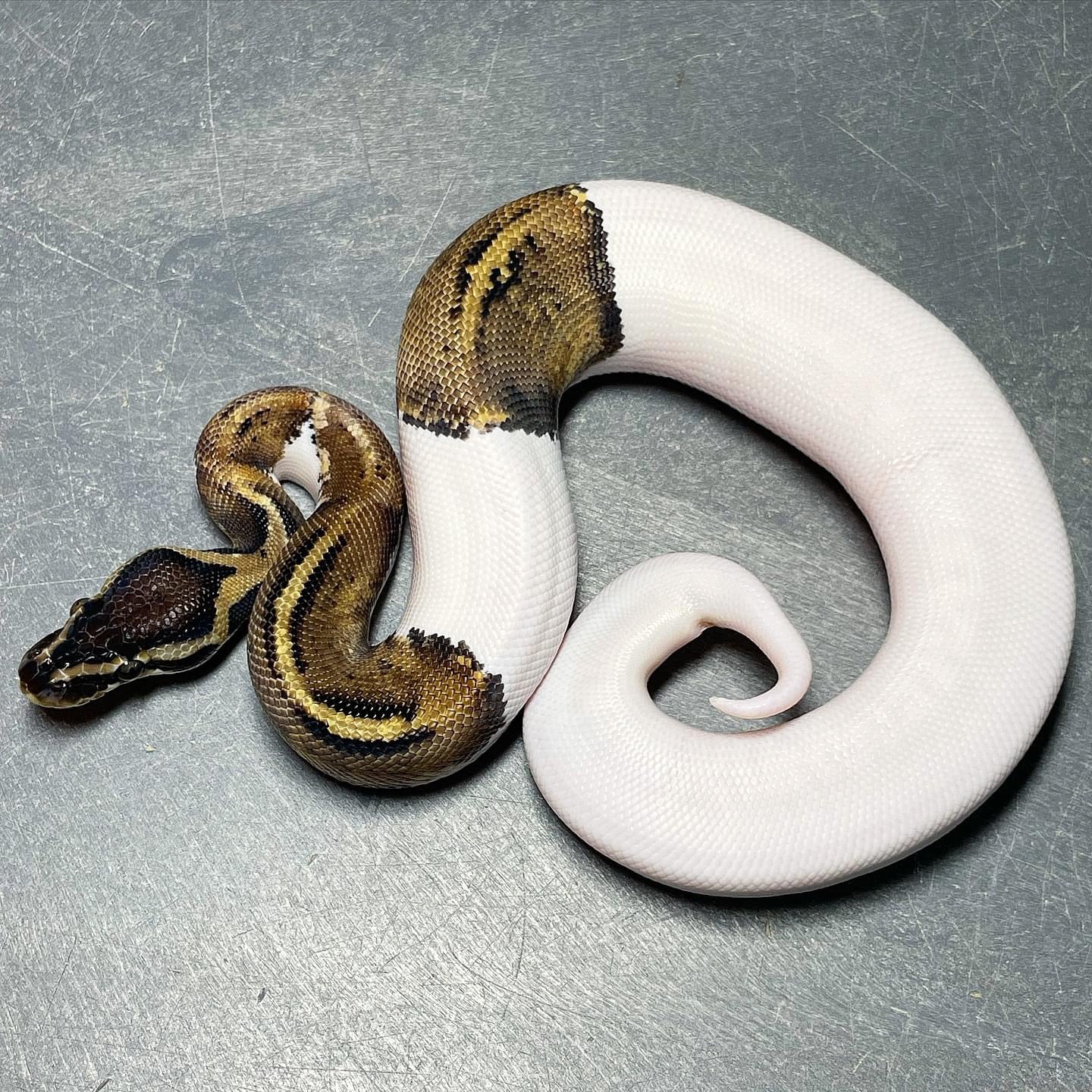 Sandblast Pastel Pied Ball Python Male