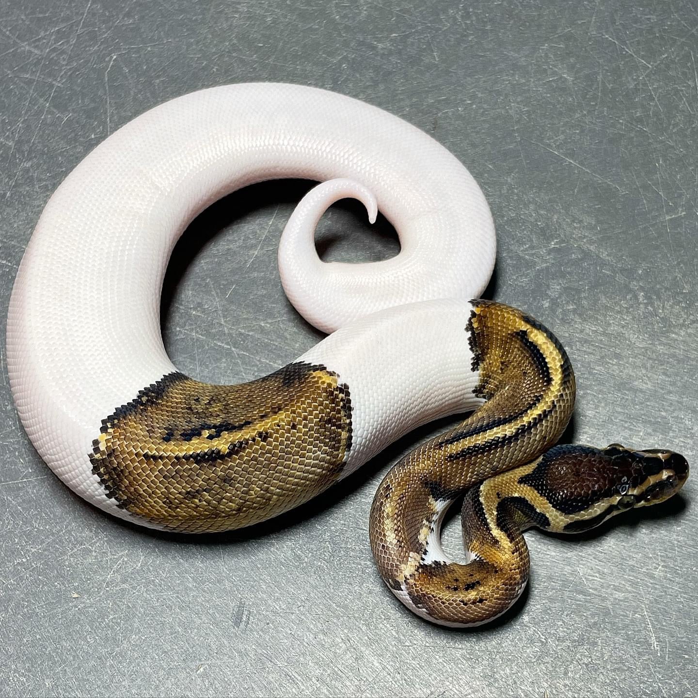 Sandblast Pastel Pied Ball Python Male