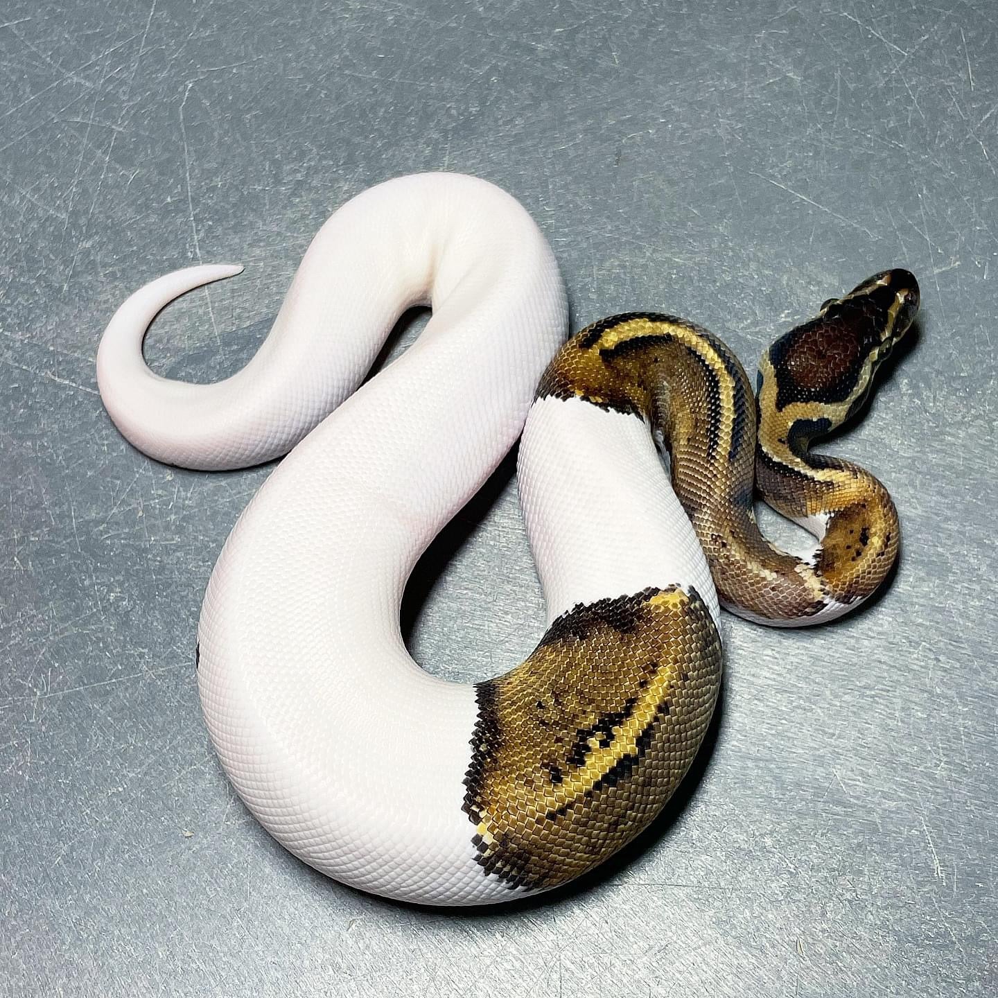 Sandblast Pastel Pied Ball Python Male