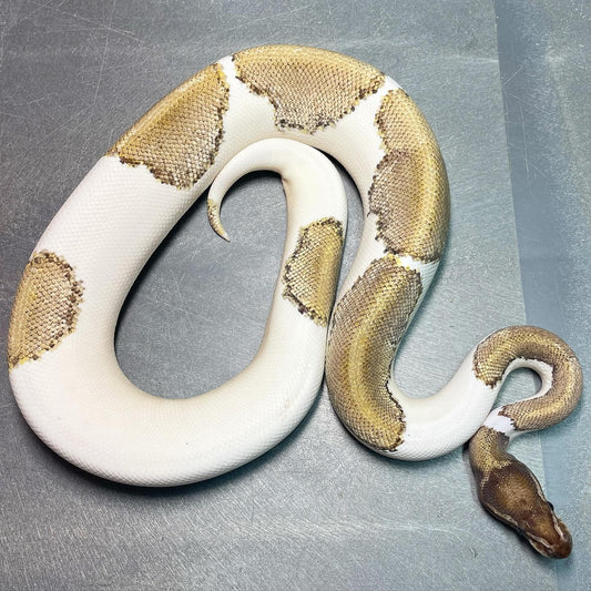 Mojave Pied Het Lavender (Pin, Enchi) Female Ball Python