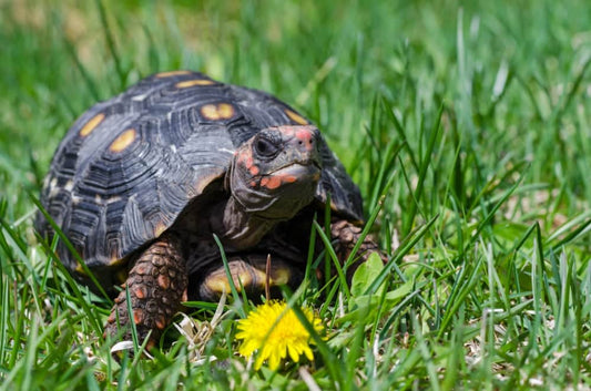 Red Footed Tortoises